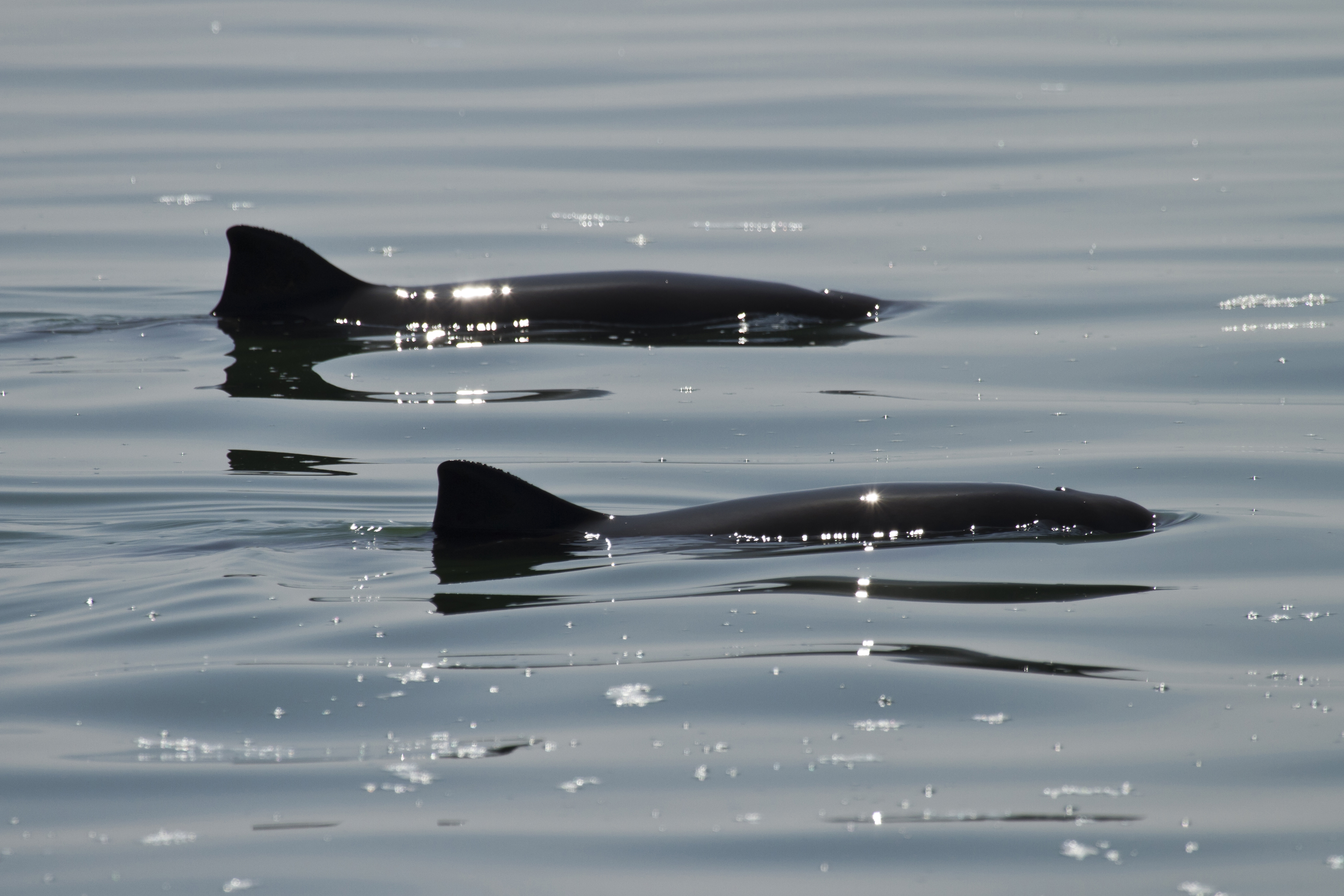 Bruinvissen. Foto: Ernst Schrijver