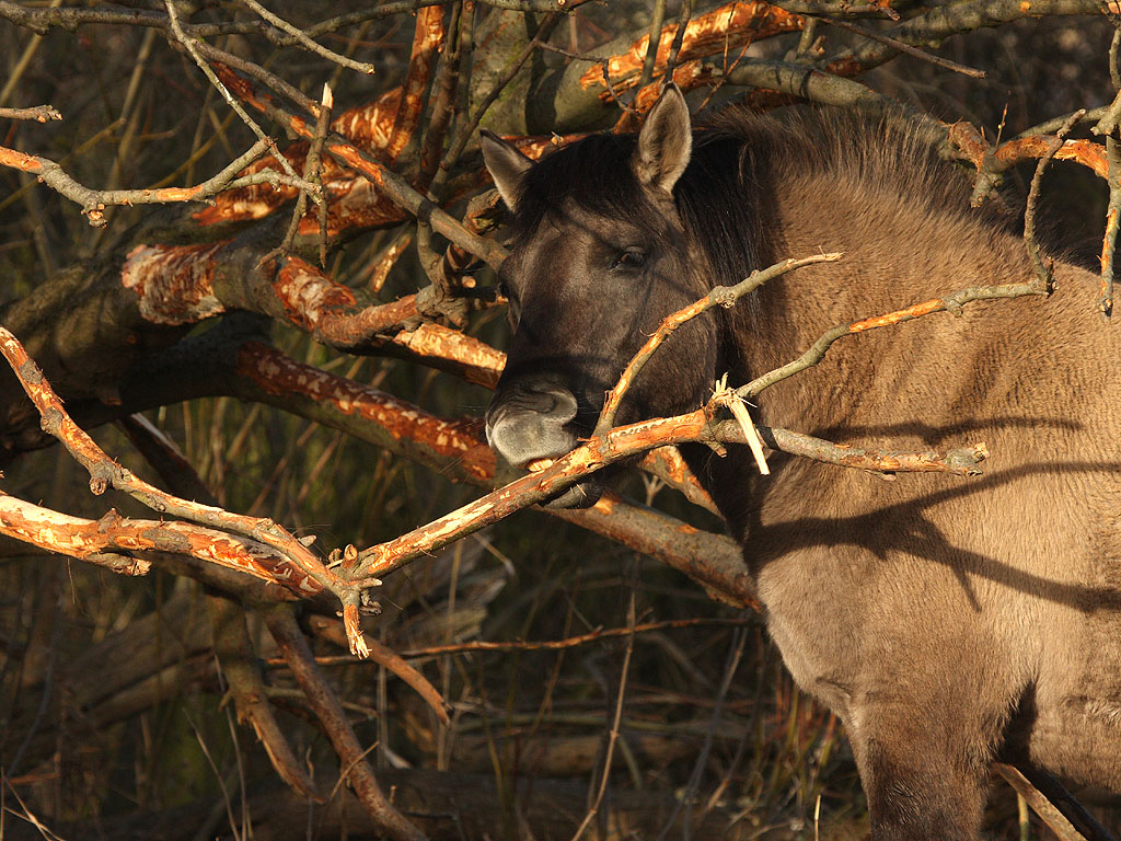 Konikpaard schilt schietwilg. Foto: Leo Linnartz