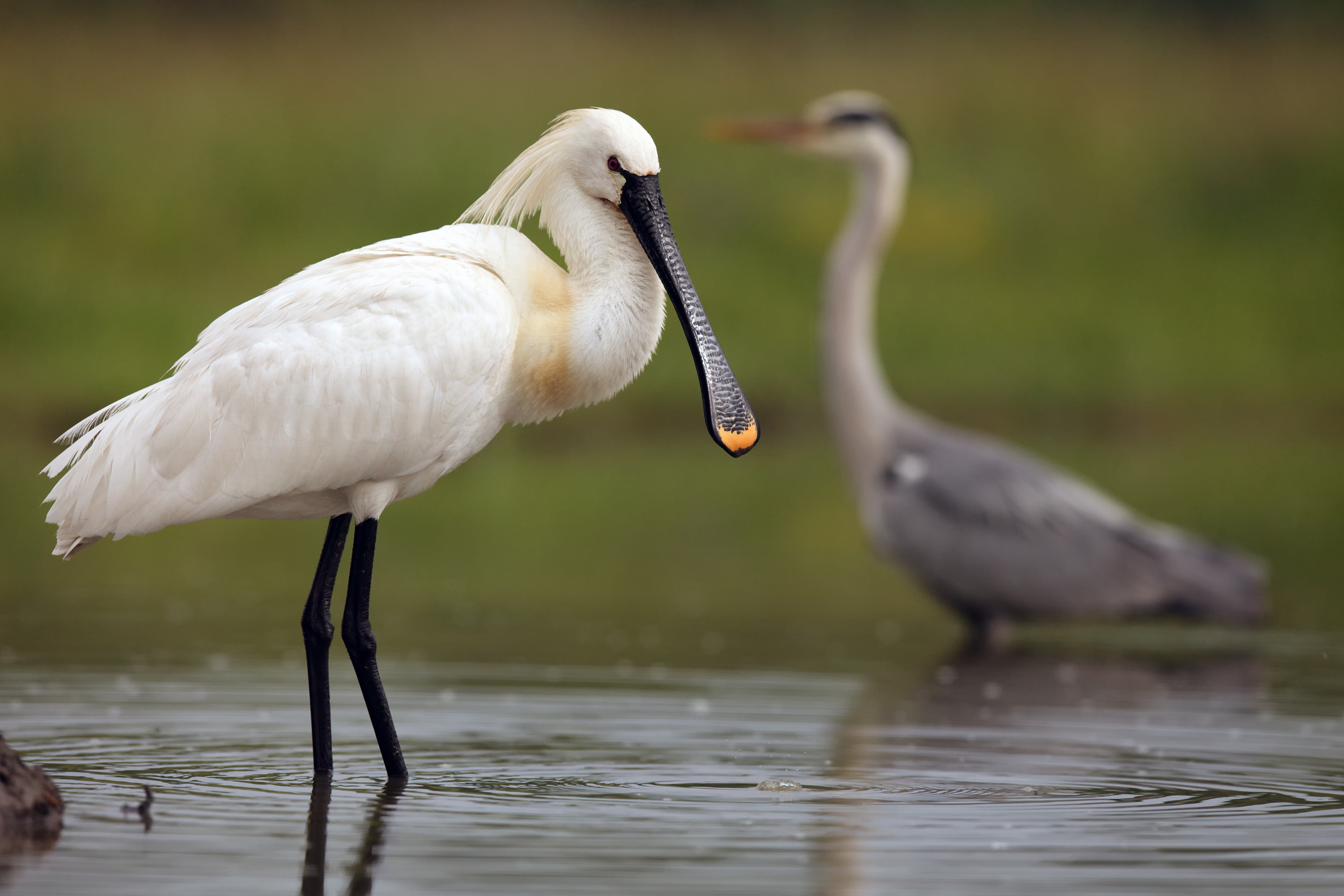 Lepelaar en blauwe reiger. Foto: Karel Bartik/Shutterstock