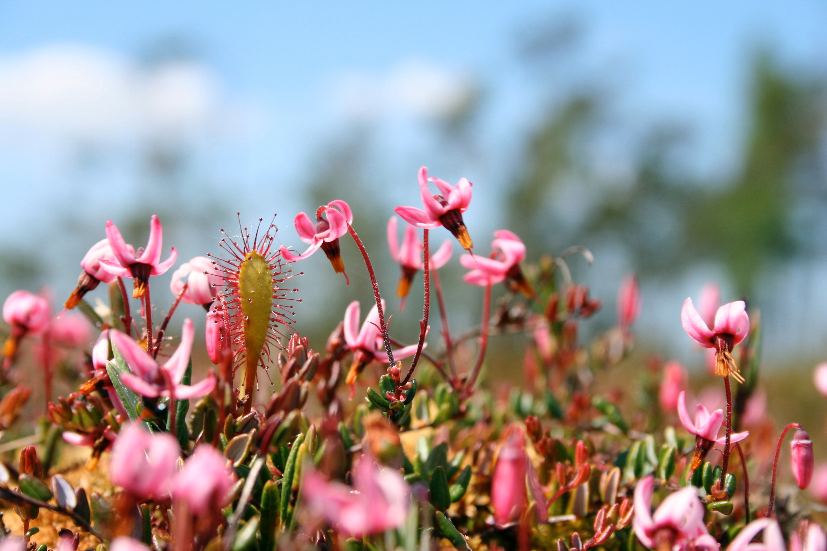 Letland Kleine Veendbes