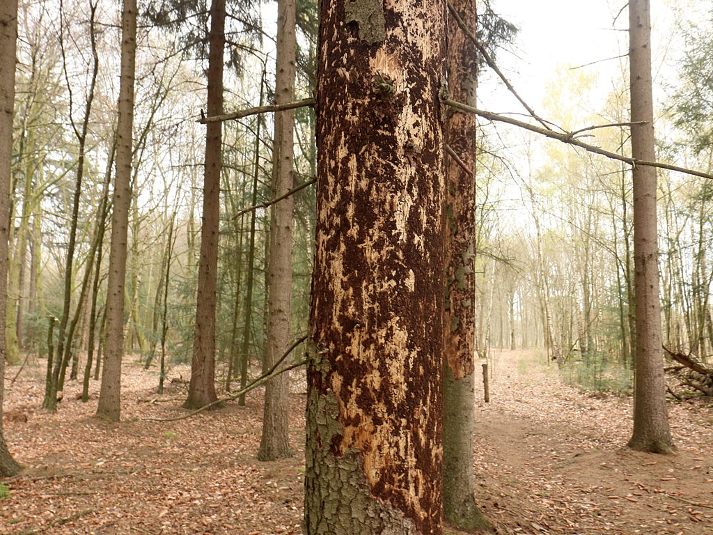 Een fijnspar die het slachtoffer is van vraat door de letterzetter