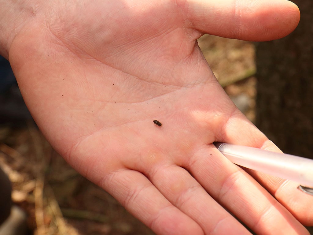 De letterzetter is maar een klein kevertje, het resultaat van zijn vraatwerk is echter groot.