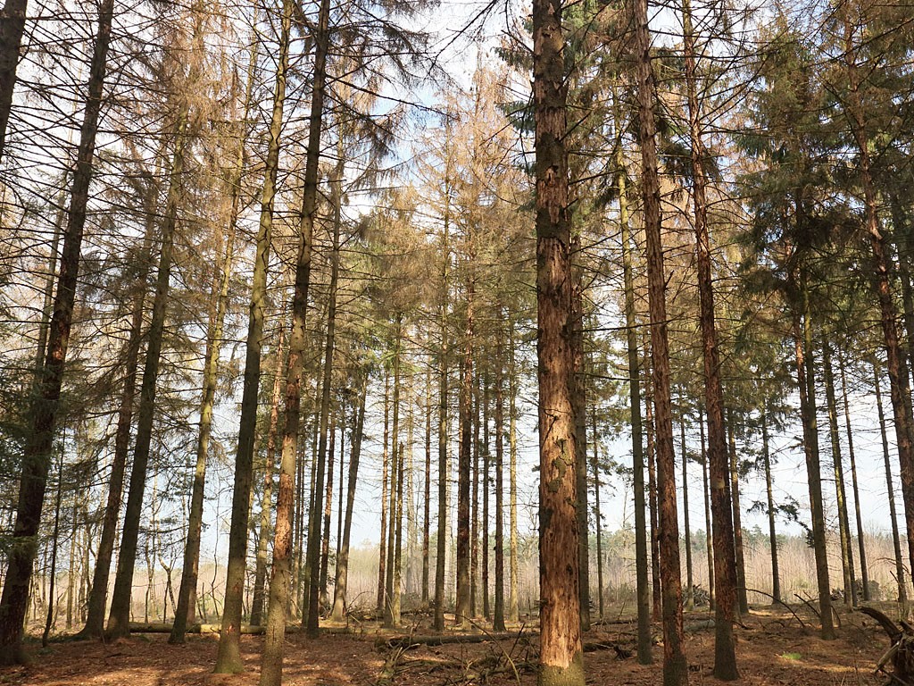 De aantasting van de fijnsparren ziet er in eerste instantie nog niet zo schokkend uit, maar vermoedelijk sterft deze hele opstand af