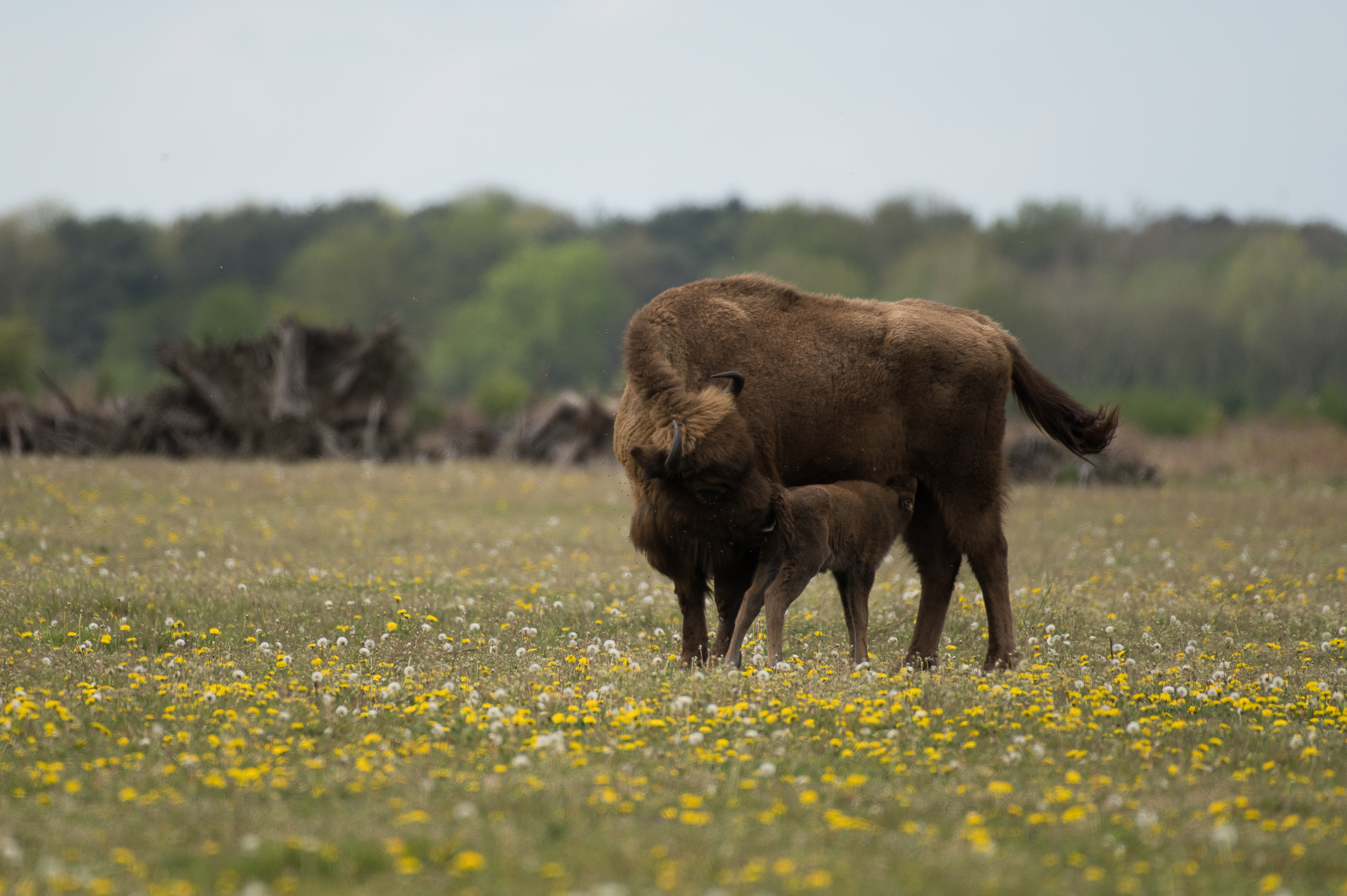 Wisentkalf geboren op de Maashorst op Bevrijdingsdag 2021. Foto: Arjen Boerman, FREE Nature