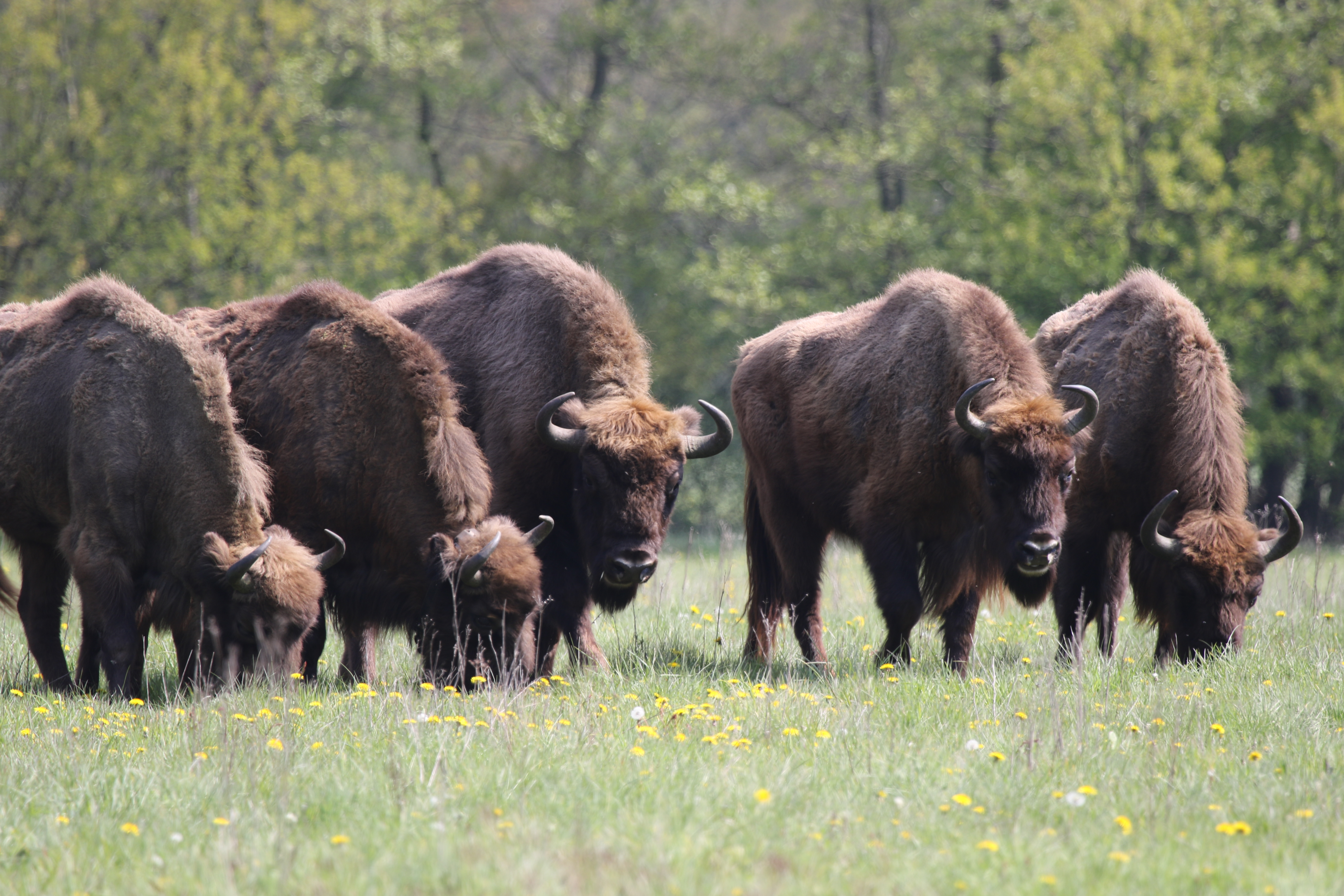 Wisent Maashorst, foto: Maurice van Doorn