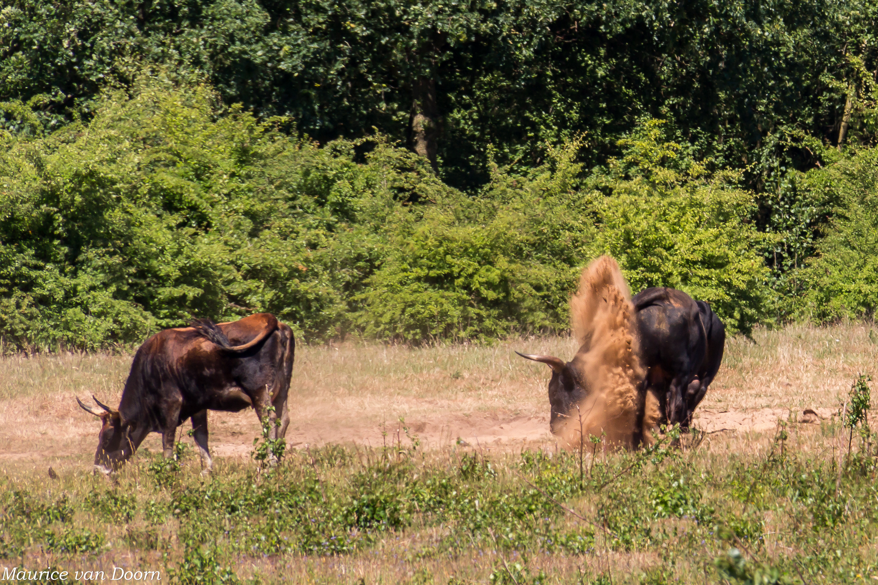 Zonder stierenkuilen van de taurosstieren en zandbaden van de wisenten en paarden geen kale grond in de natuur van de Maashorst en dus geen zandbijen.