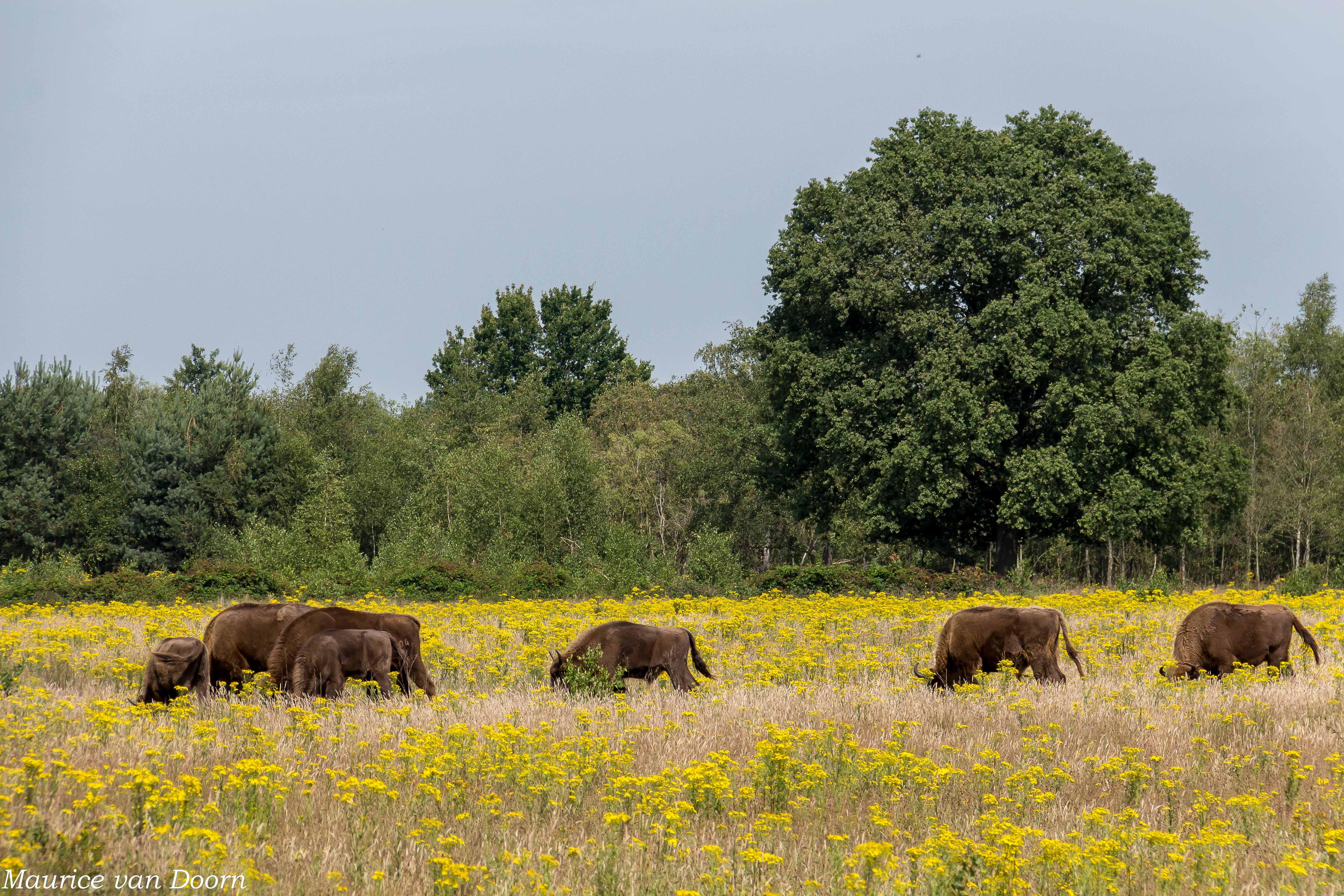 Extensieve begrazing zorgt voor bloemrijke graslanden op de Maashorst.