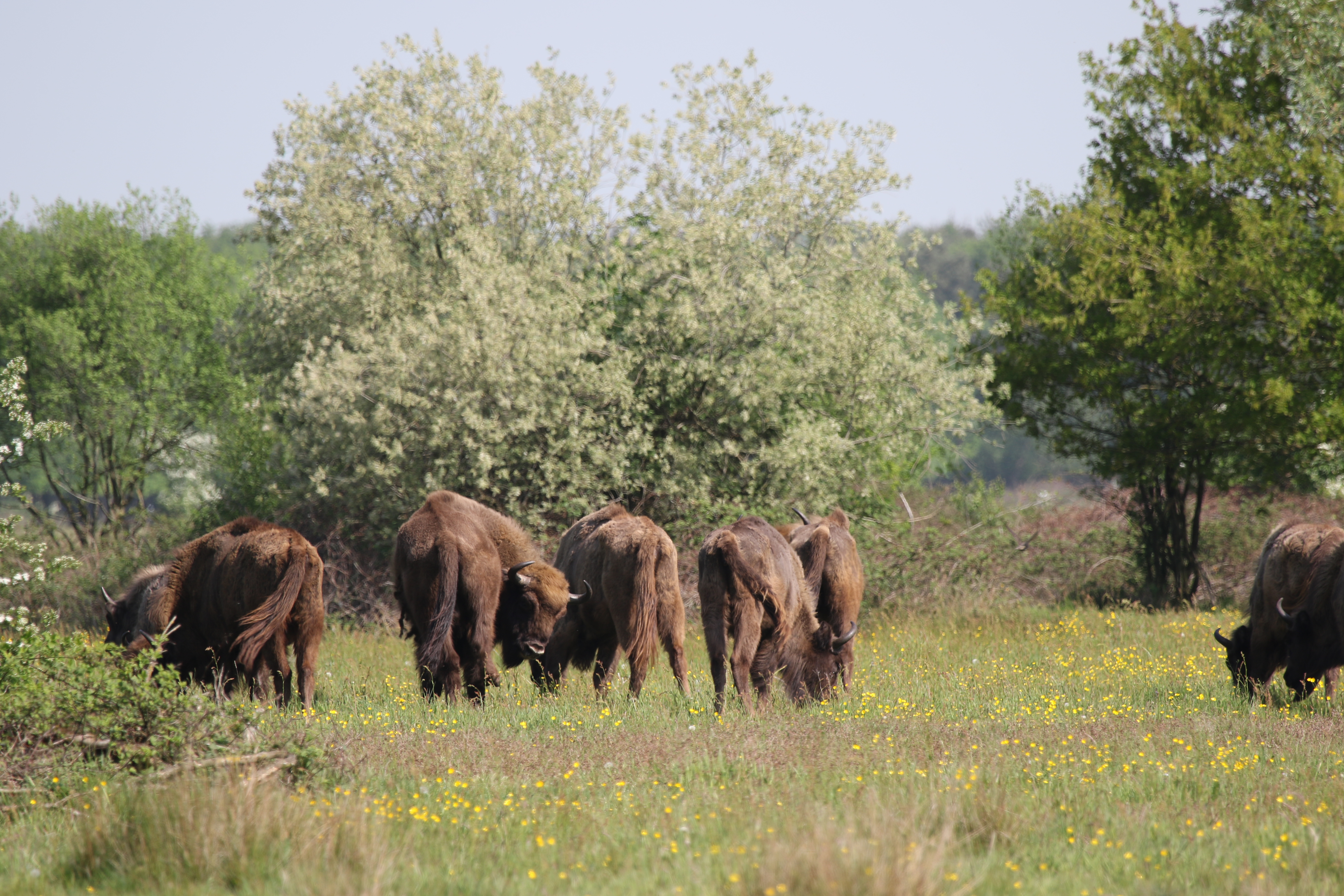 Wisent Maashorst, foto: Maurice van Doorn