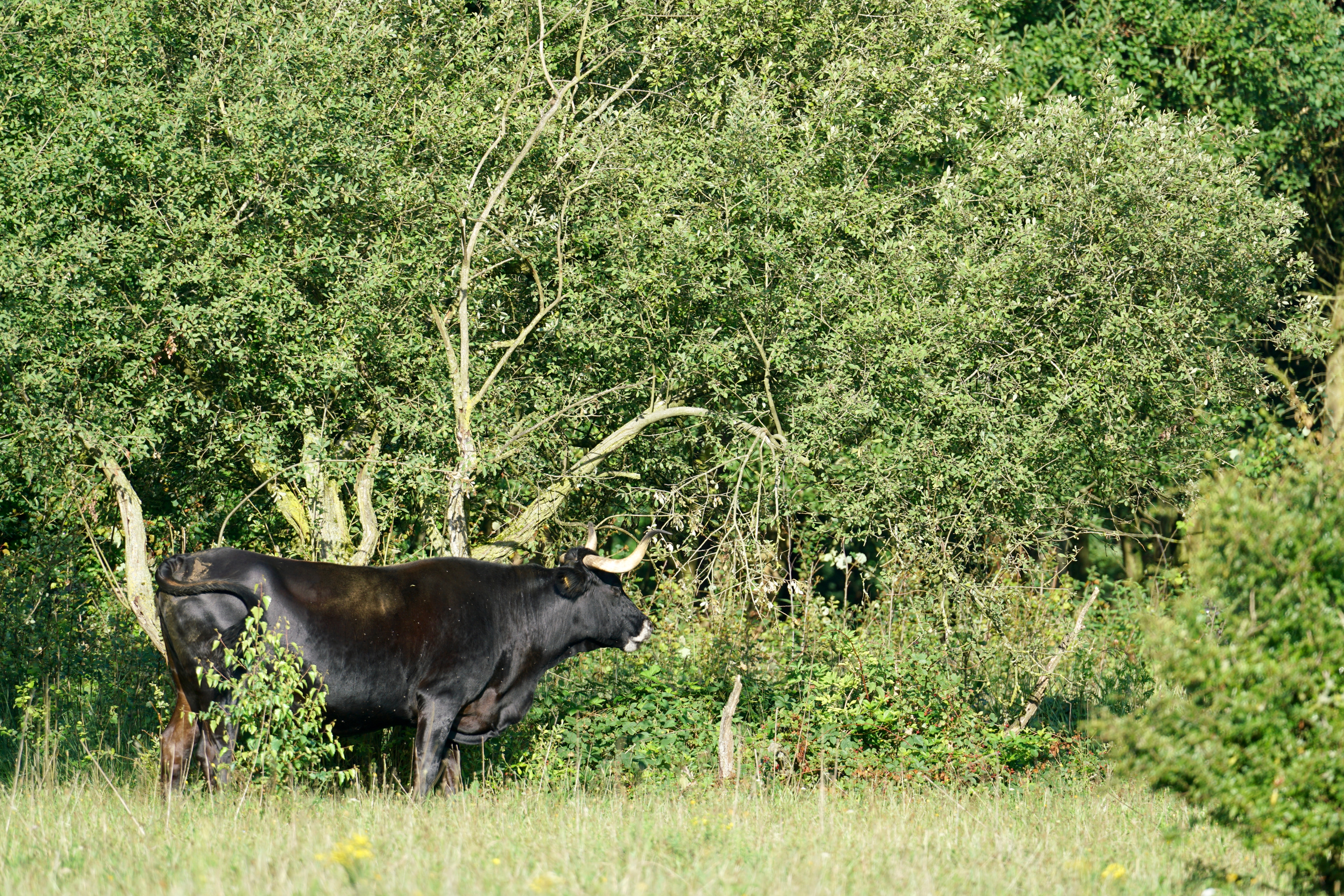 Natuurlijke begrazing zorgt natuurlijke bosranden