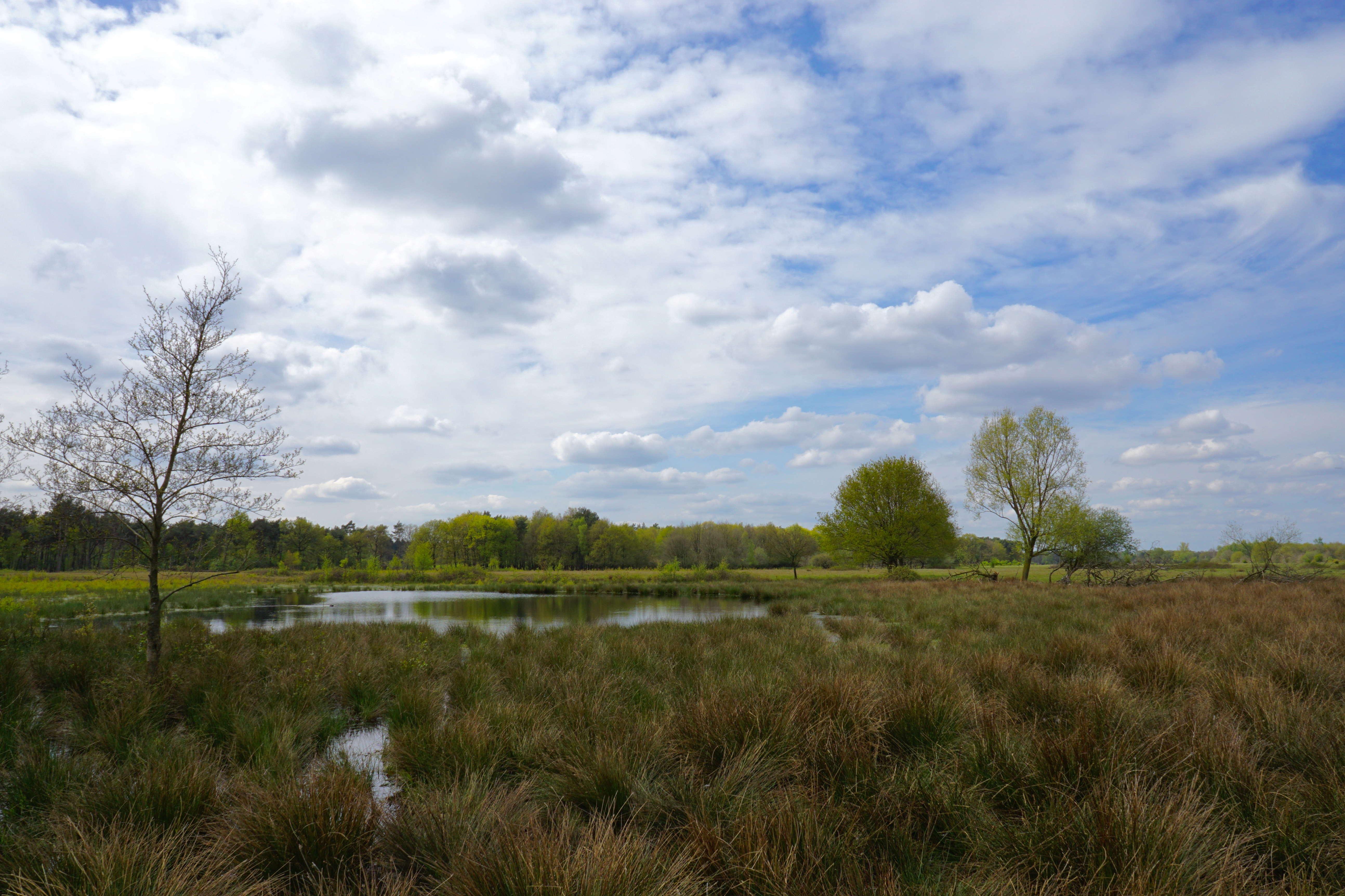 Begrazingsgebied Maashorst