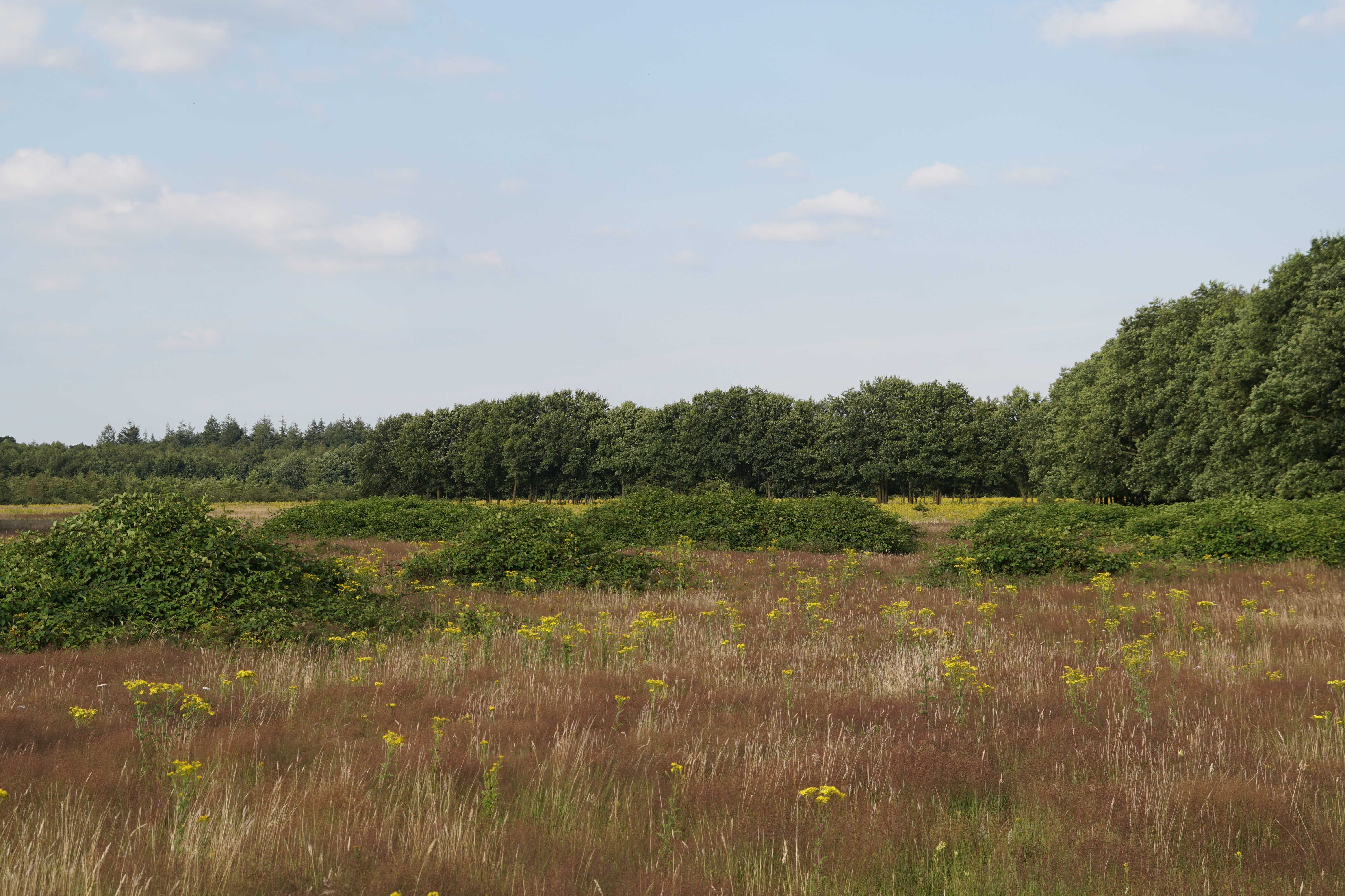 Begraasd landschap in de Maashorst