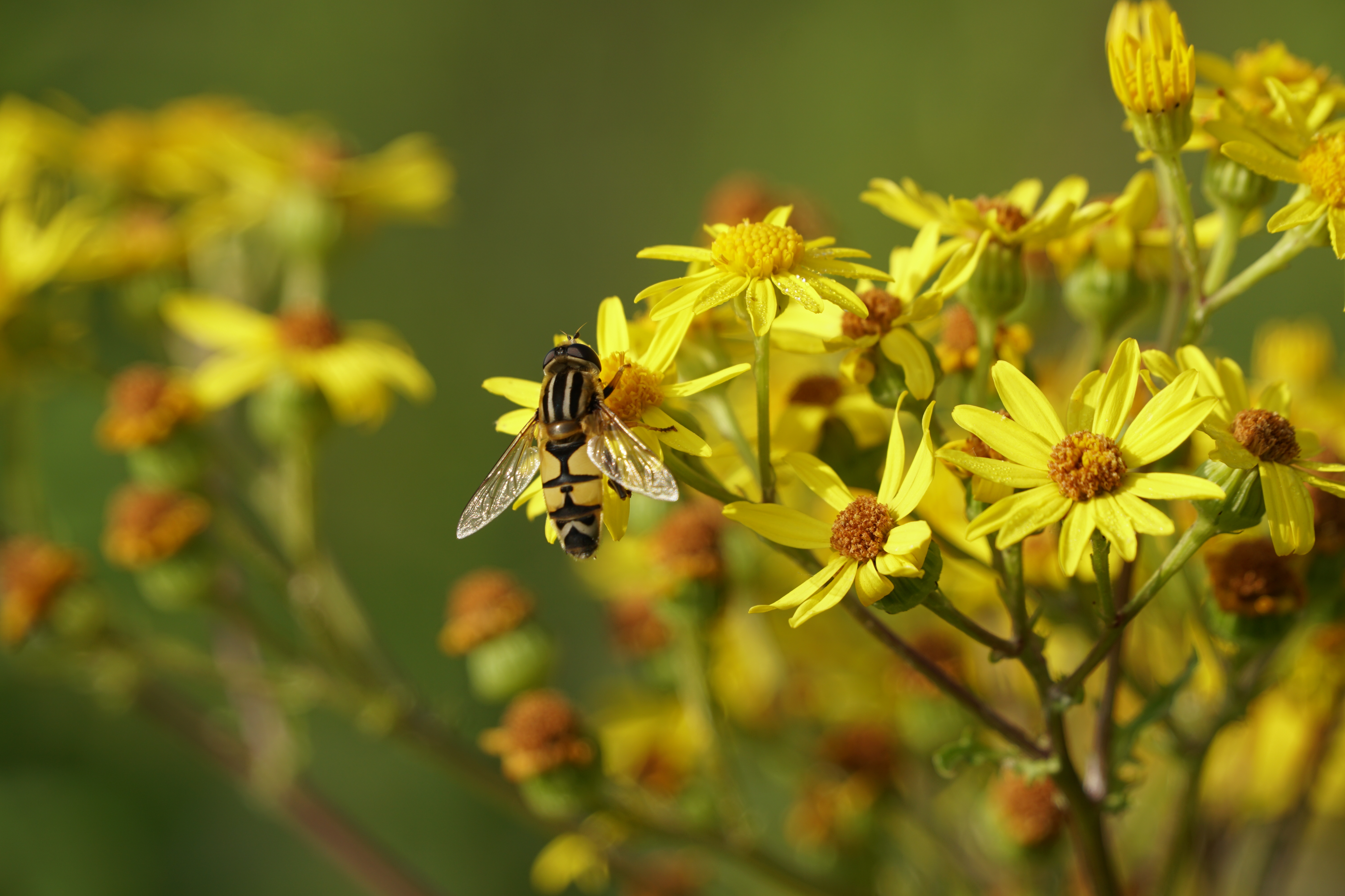 Citroenpendelvlieg op Jacobskruiskruid