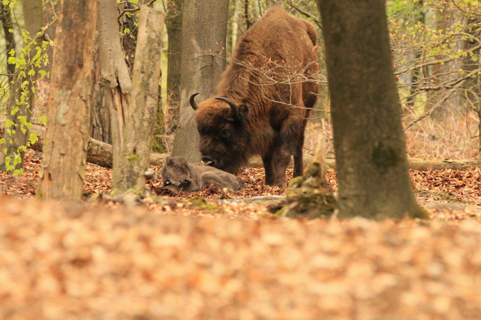 Wisen met kalf, 5 mei 2017, Maashorst. Foto: Roeland Vermeulen