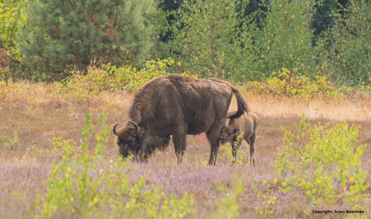Wisenten op de Maashorst, foto: Arjen Boerman