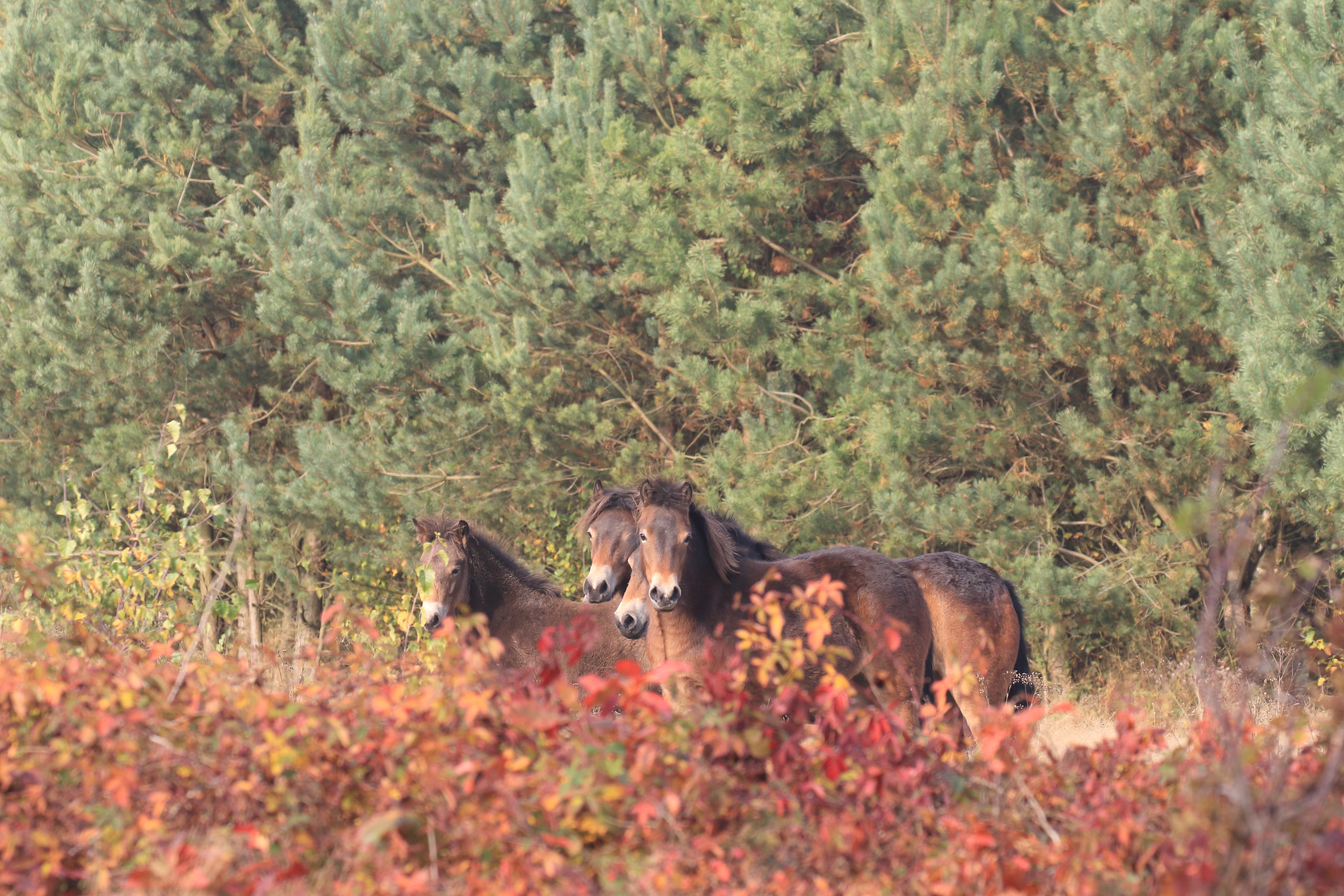Exmoors op de Maashorst