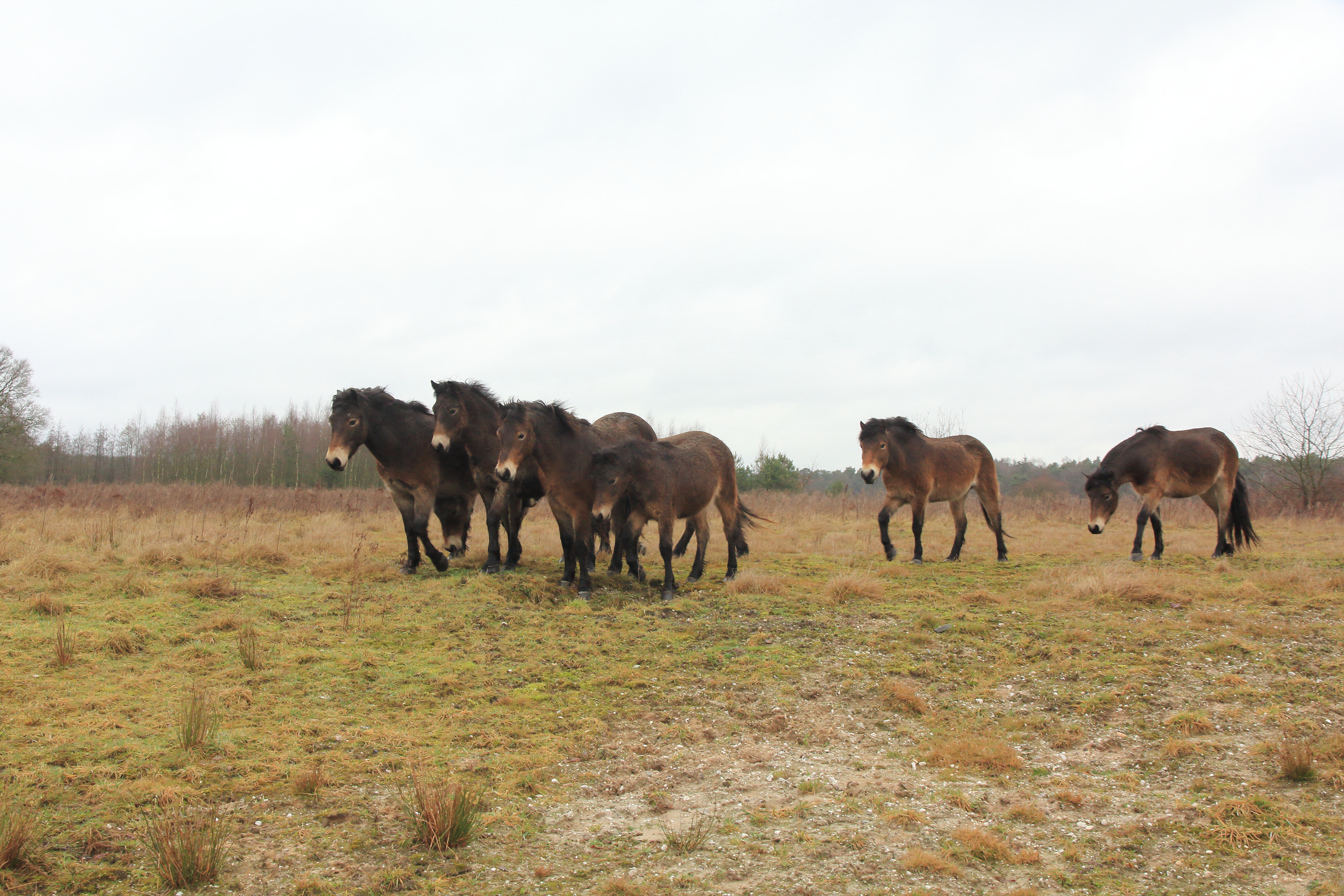 Exmoorpony's op de Maashorst