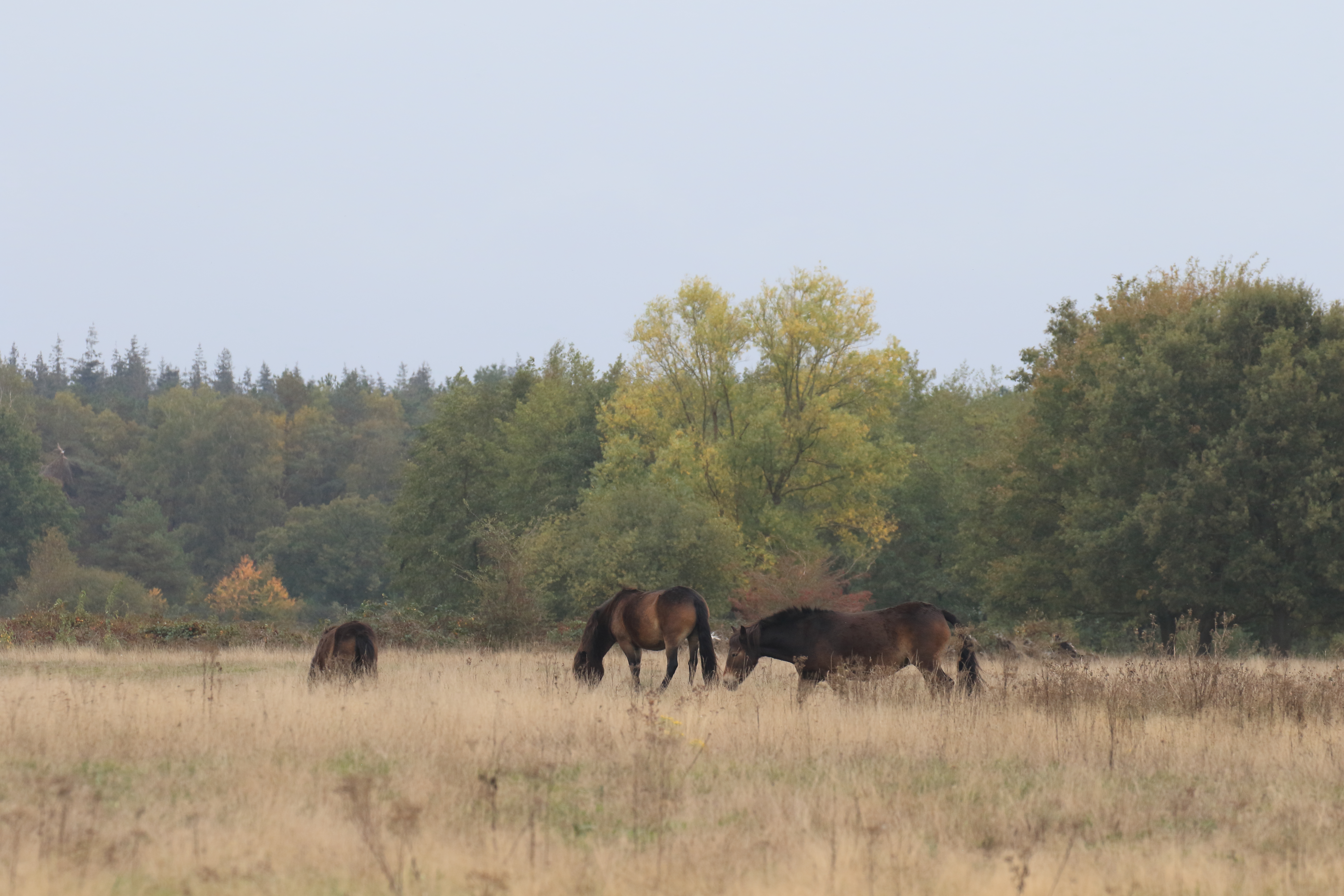 Exmoor pony's in de Maashorst