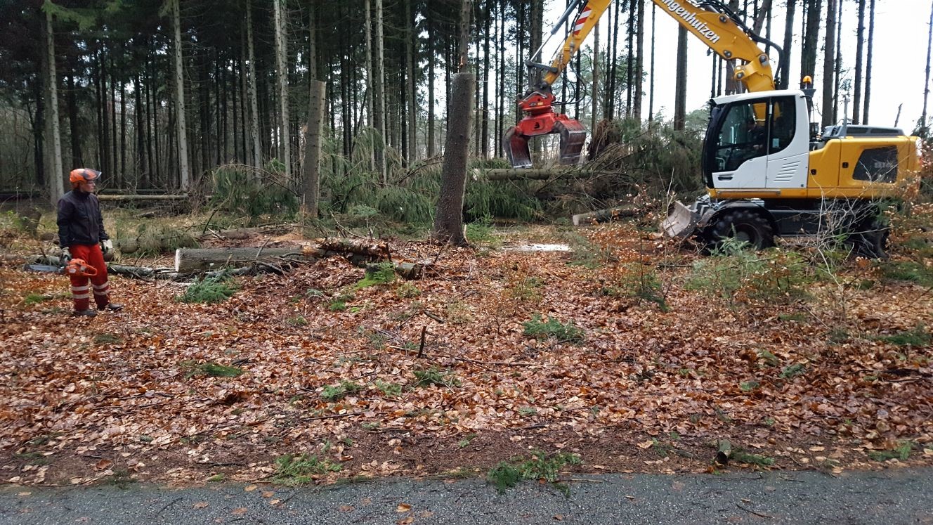 Na de storm op de Maashorst