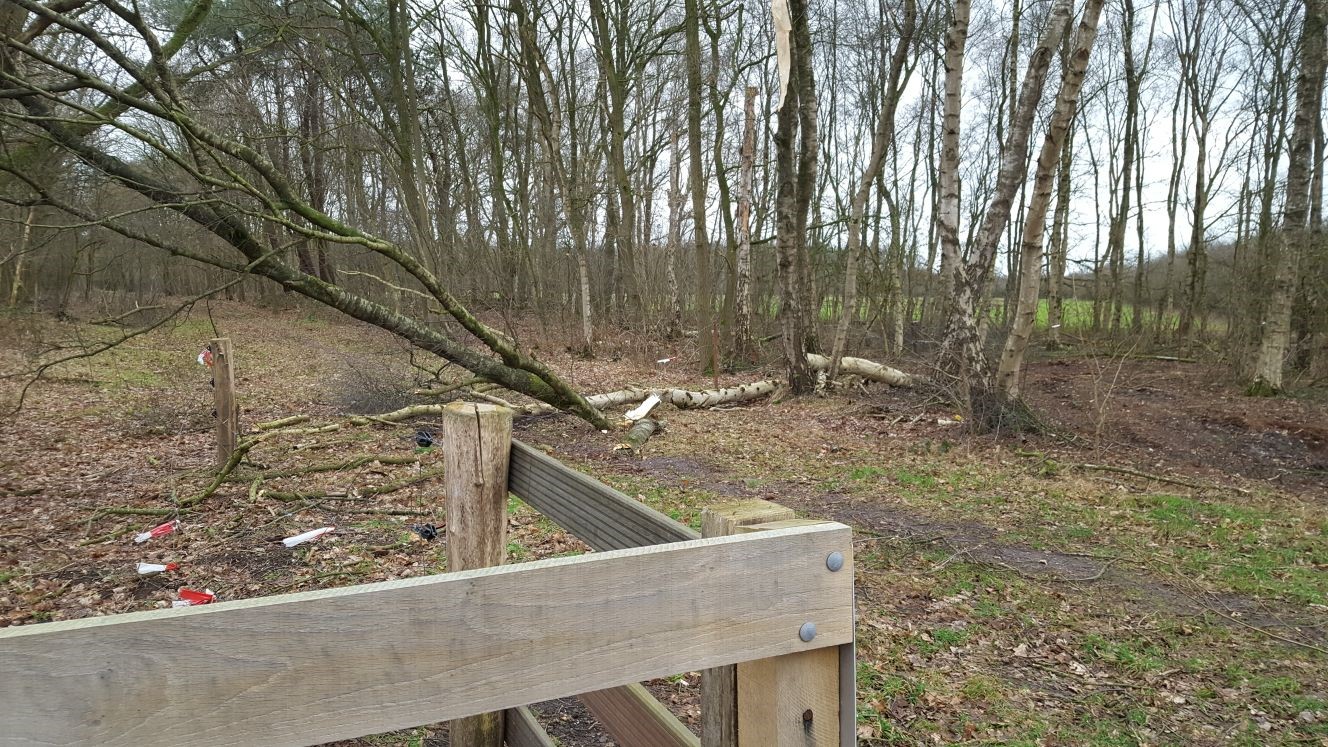 Omgevallen bomen op de Maashorst