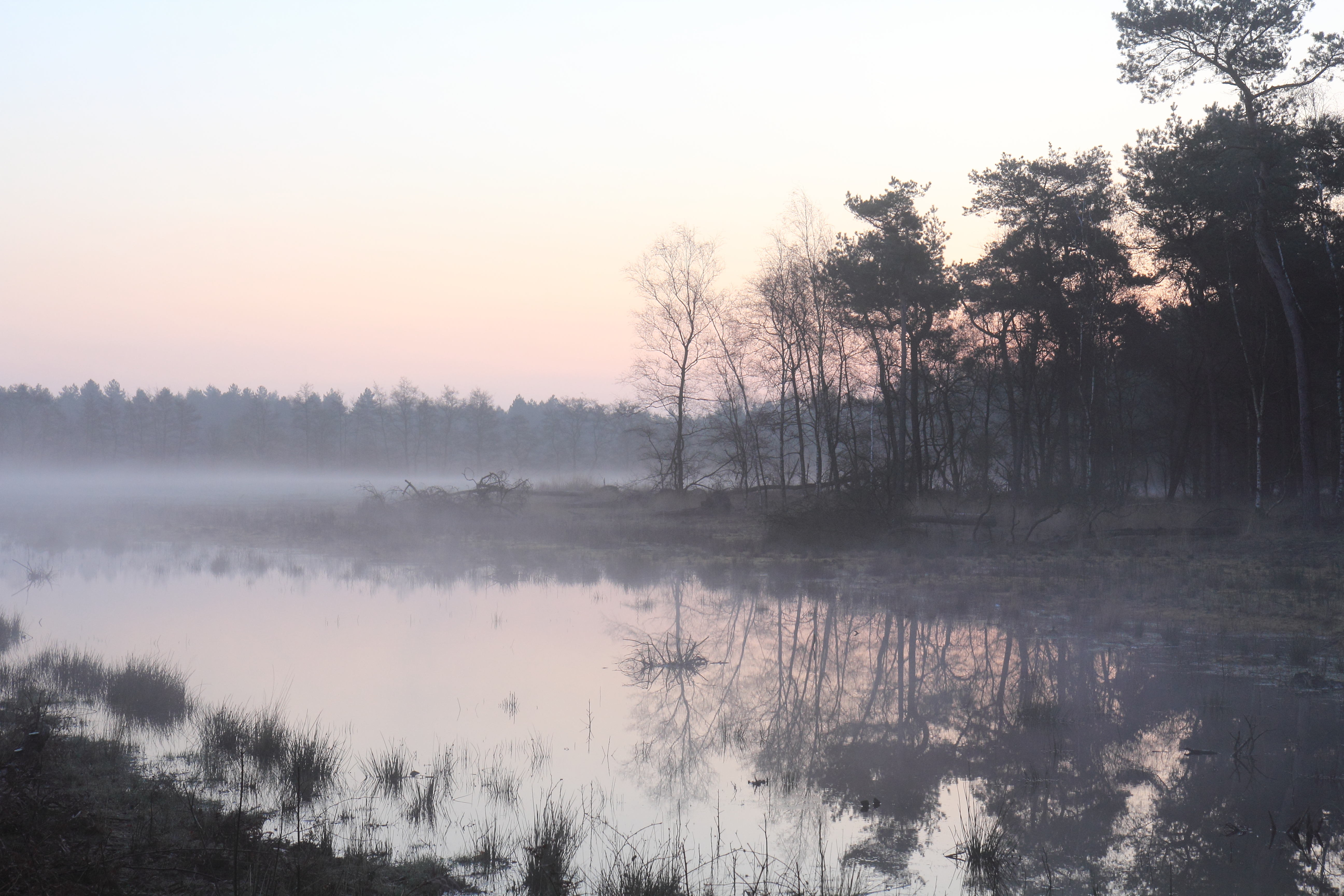 Zo nat was de Maashorst in 2016. Een beeld dat nu volledig verdwenen is door droogte, bovenmatige waterafvoer en beregening. Geen rugstreeppad die zich meer voortplant en in plaats van zonnedauw groeit hier nu een jong berkenbos.