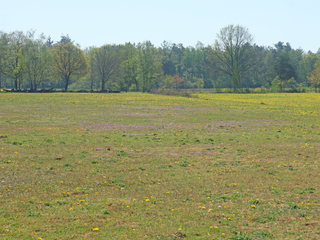 Door droogte is dit grasland van witbosgrasland verandert in bloemrijk grasland vol reigersbek en paardenbloem