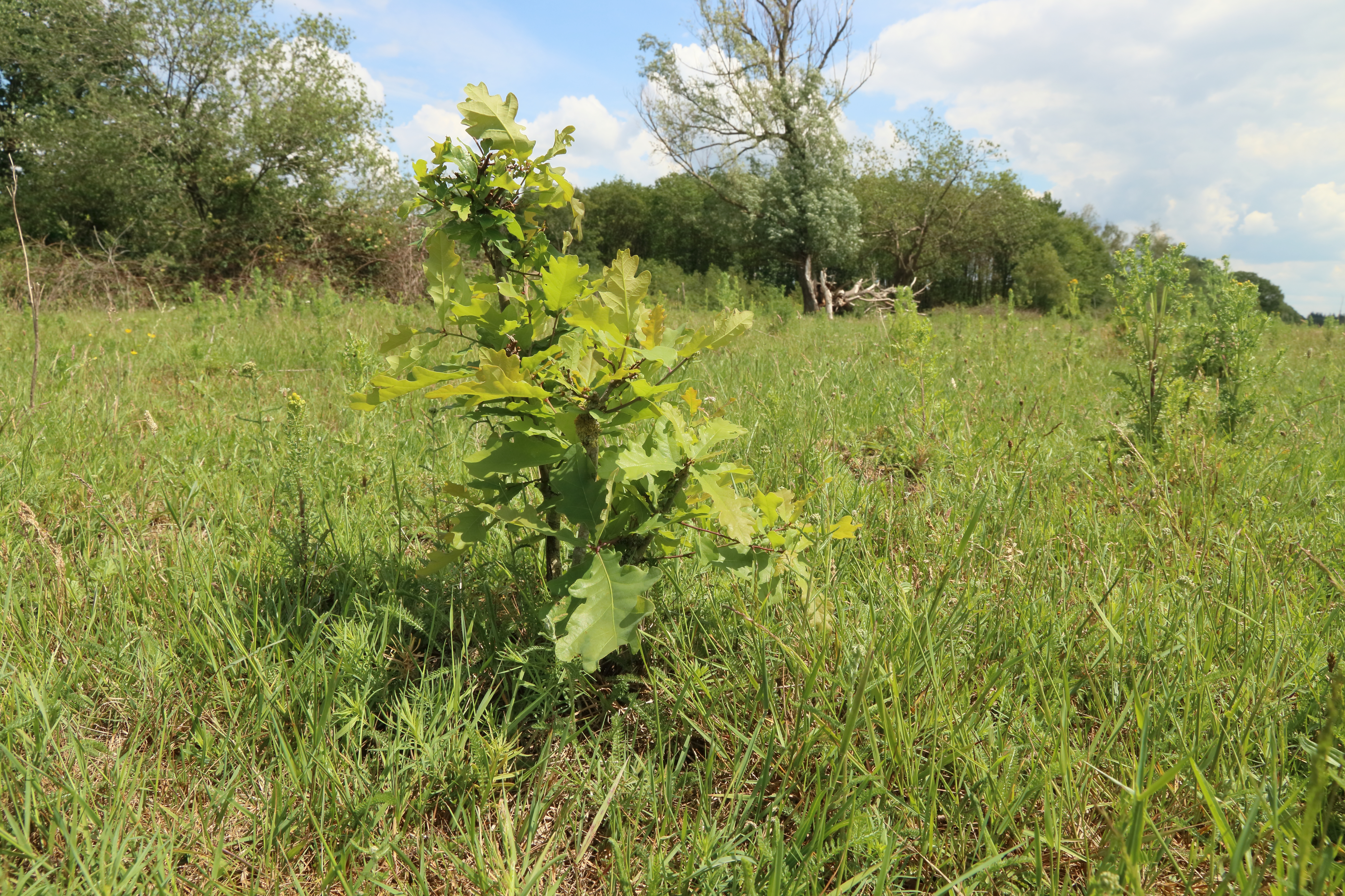 Jonge zomereik in open grasland in wisentgebied.