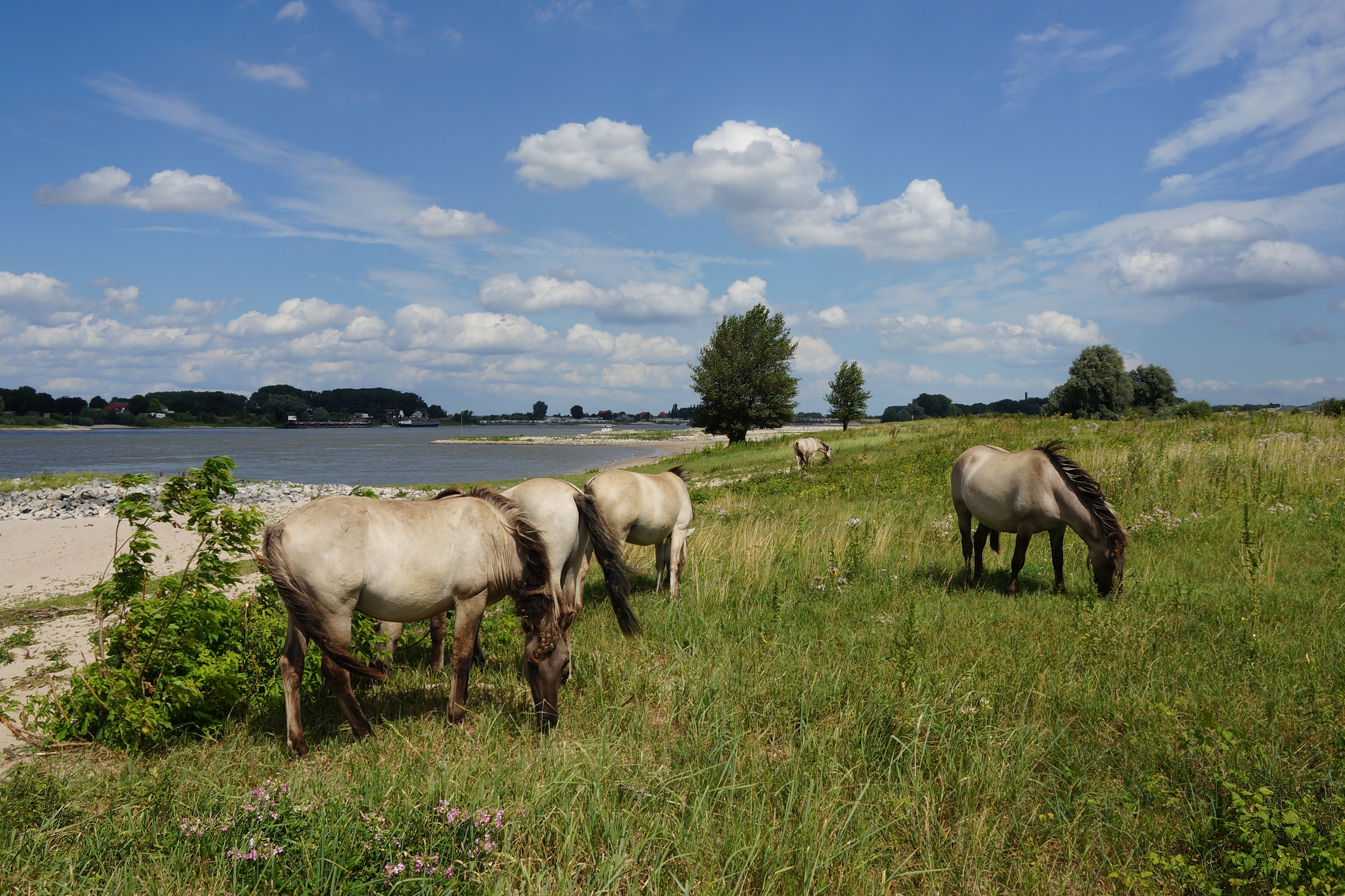 Paarden in de Millingerwaard. Foto: Twan Teunissen
