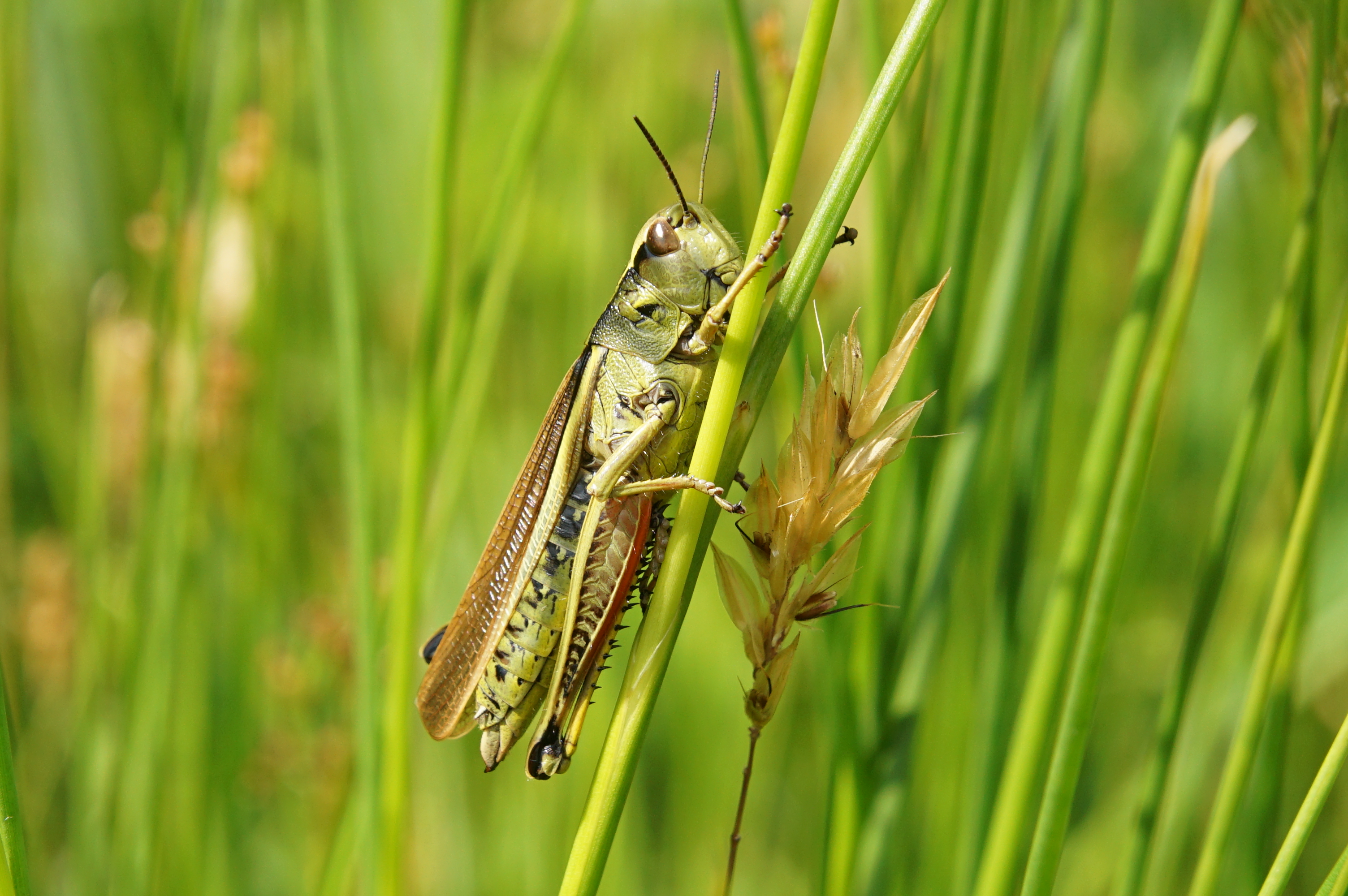 Moerassprinkhaan. Foto: Bert Vervoort