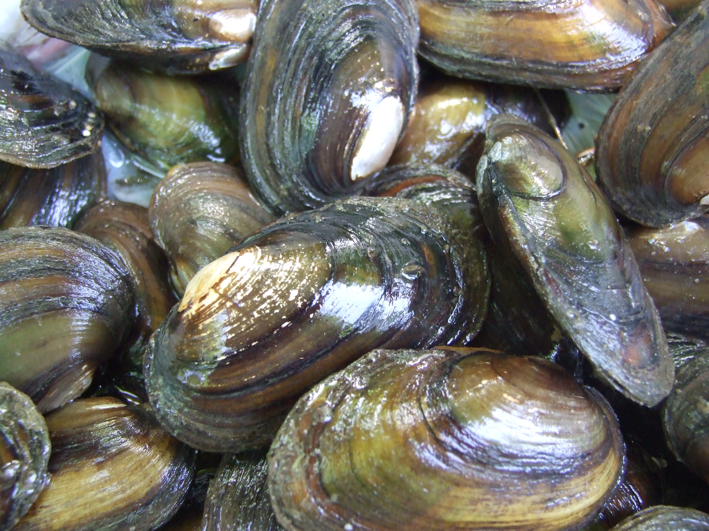 De Bataafse stroommossel is een zeldzame riviermossel met een boeiende levenswijze. Foto: Ioan Sirbu