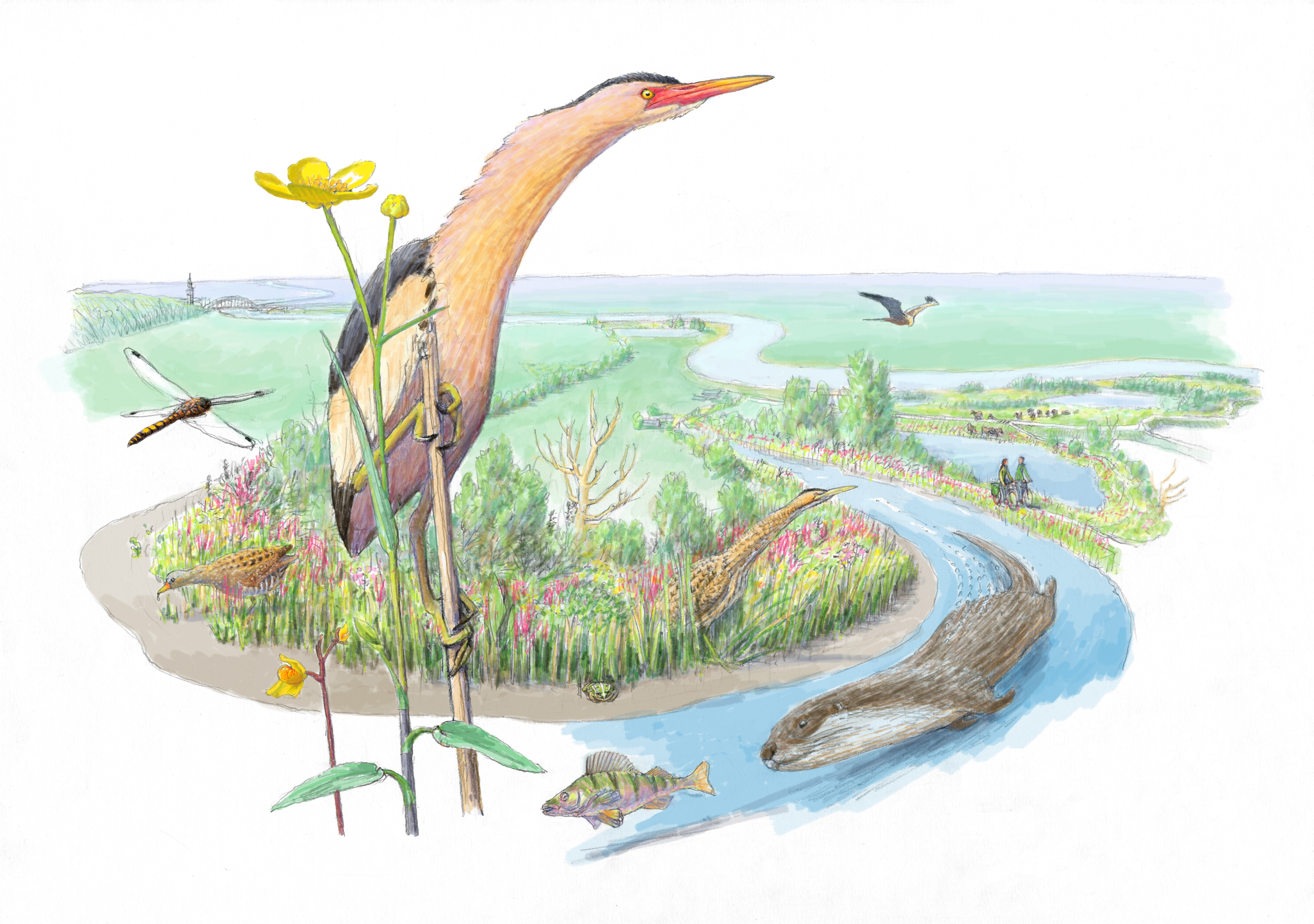 ARK wilde de oude rivierarm Ooijse Graaf weer tot leven wekken