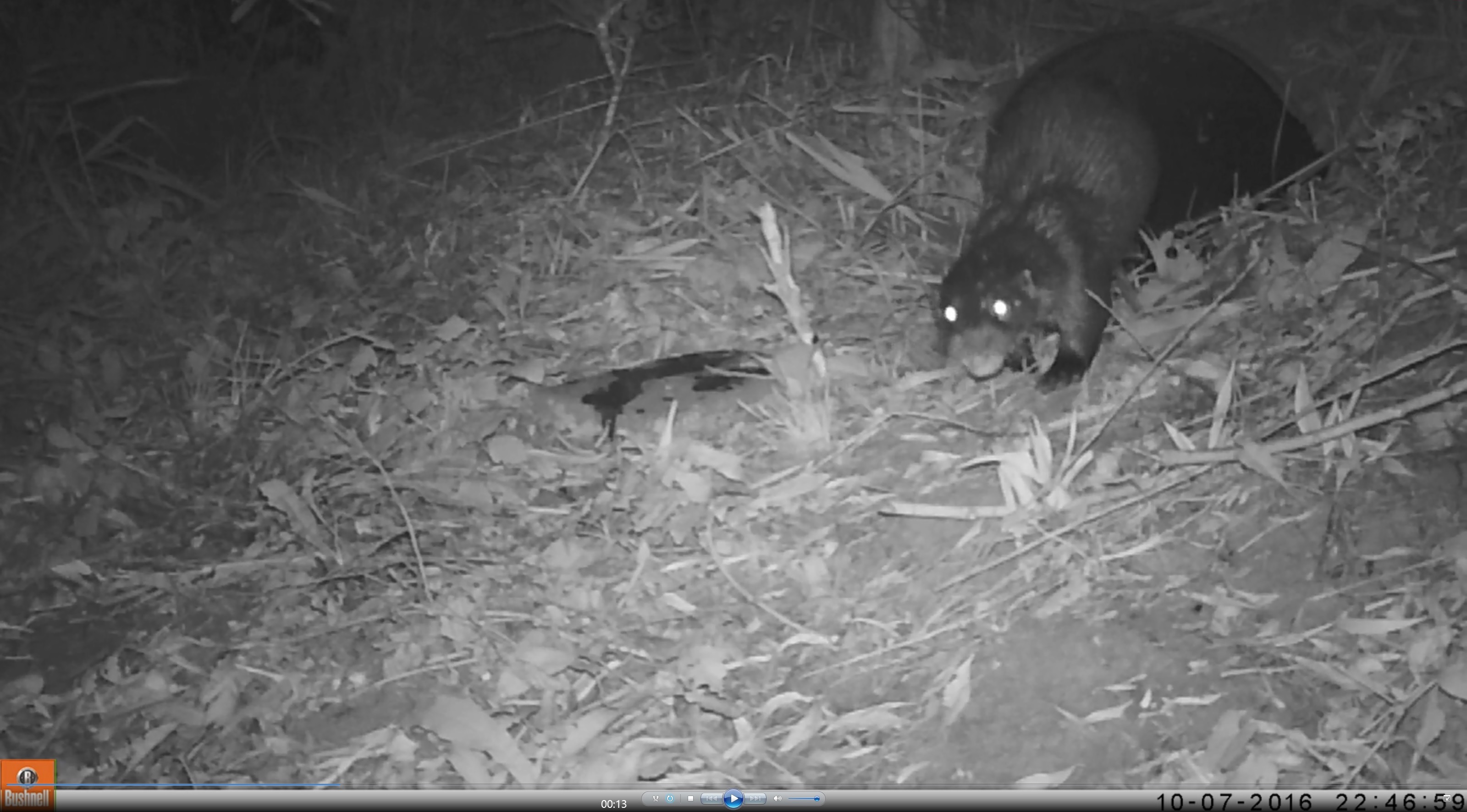 Een otterman rent terug naar het water nadat hij zijn geur heeft achtergelaten op een stoeptegel.