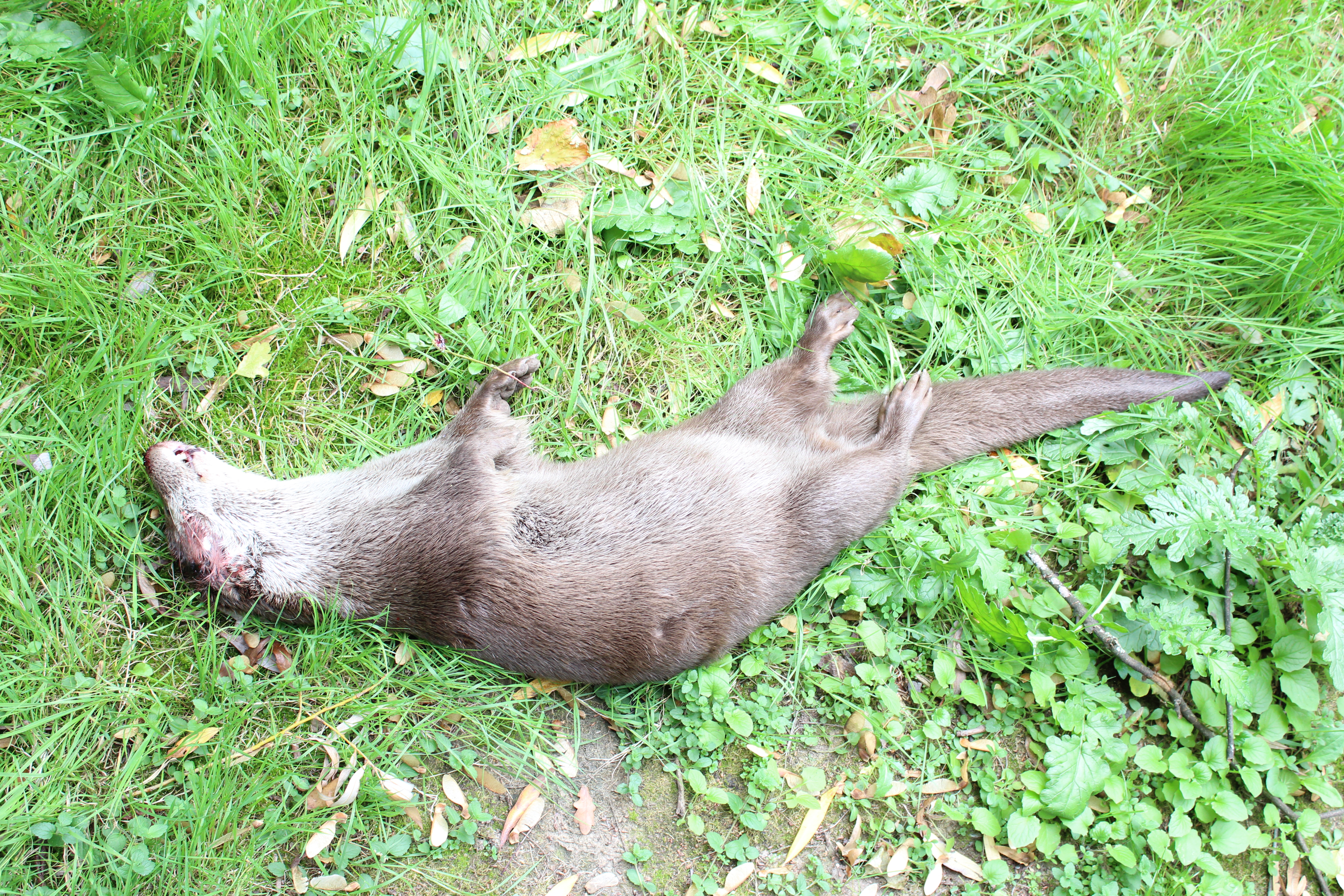 Dood gevonden otterwijfje bij Düsseldorf. Foto: Landeshauptstadt Düsseldorf