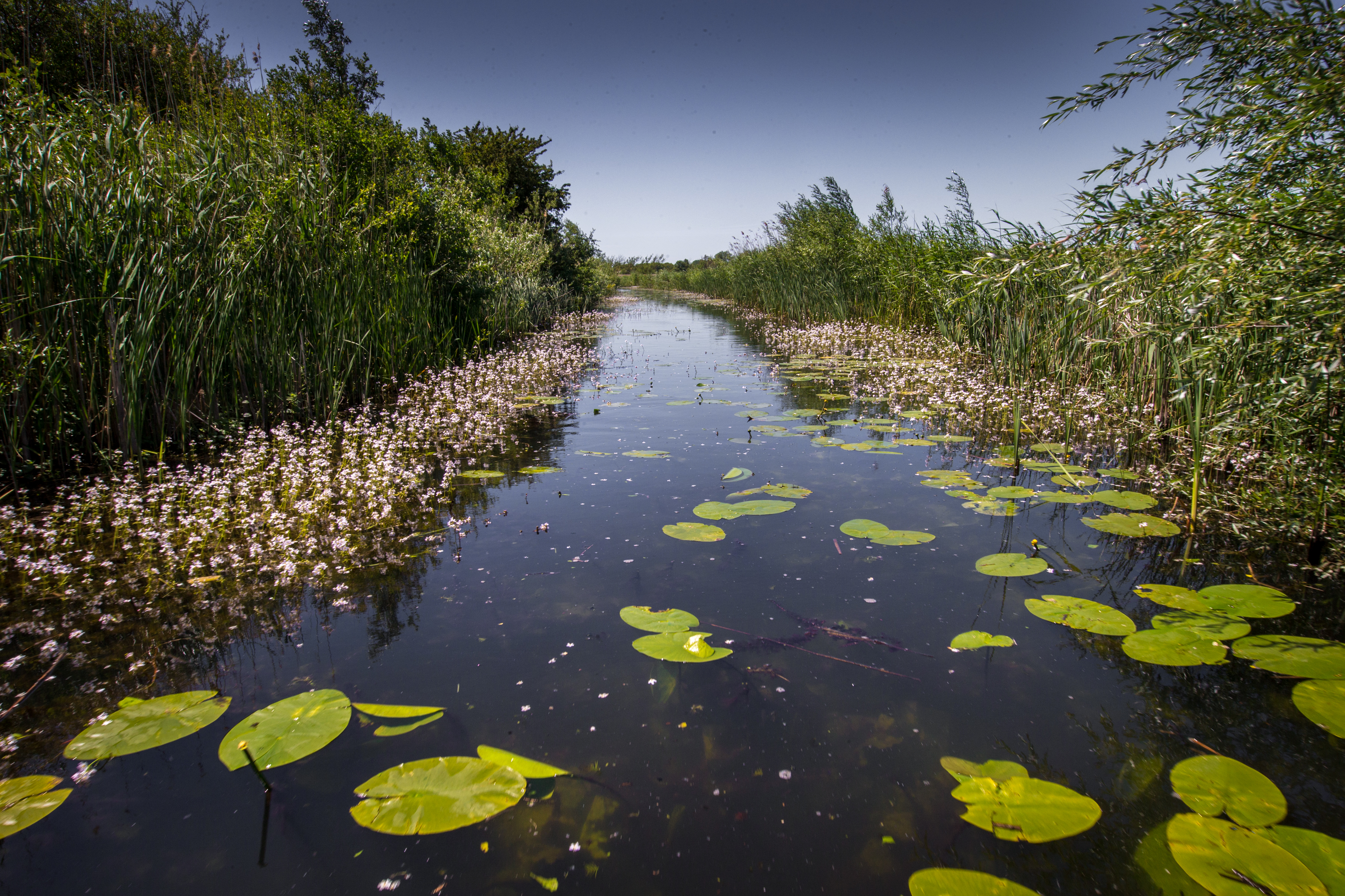 Verwilderd stuk uiterwaard. Foto: Michiel van Noppen