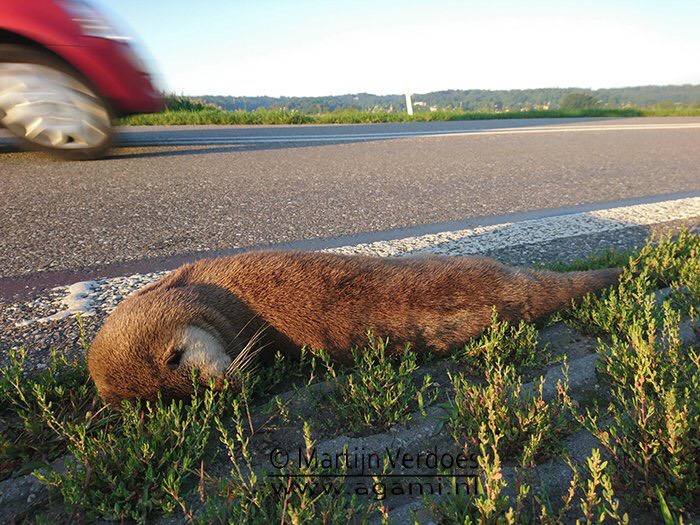 Dode otter in de Ooijpolder, foto: Martijn Verdoes