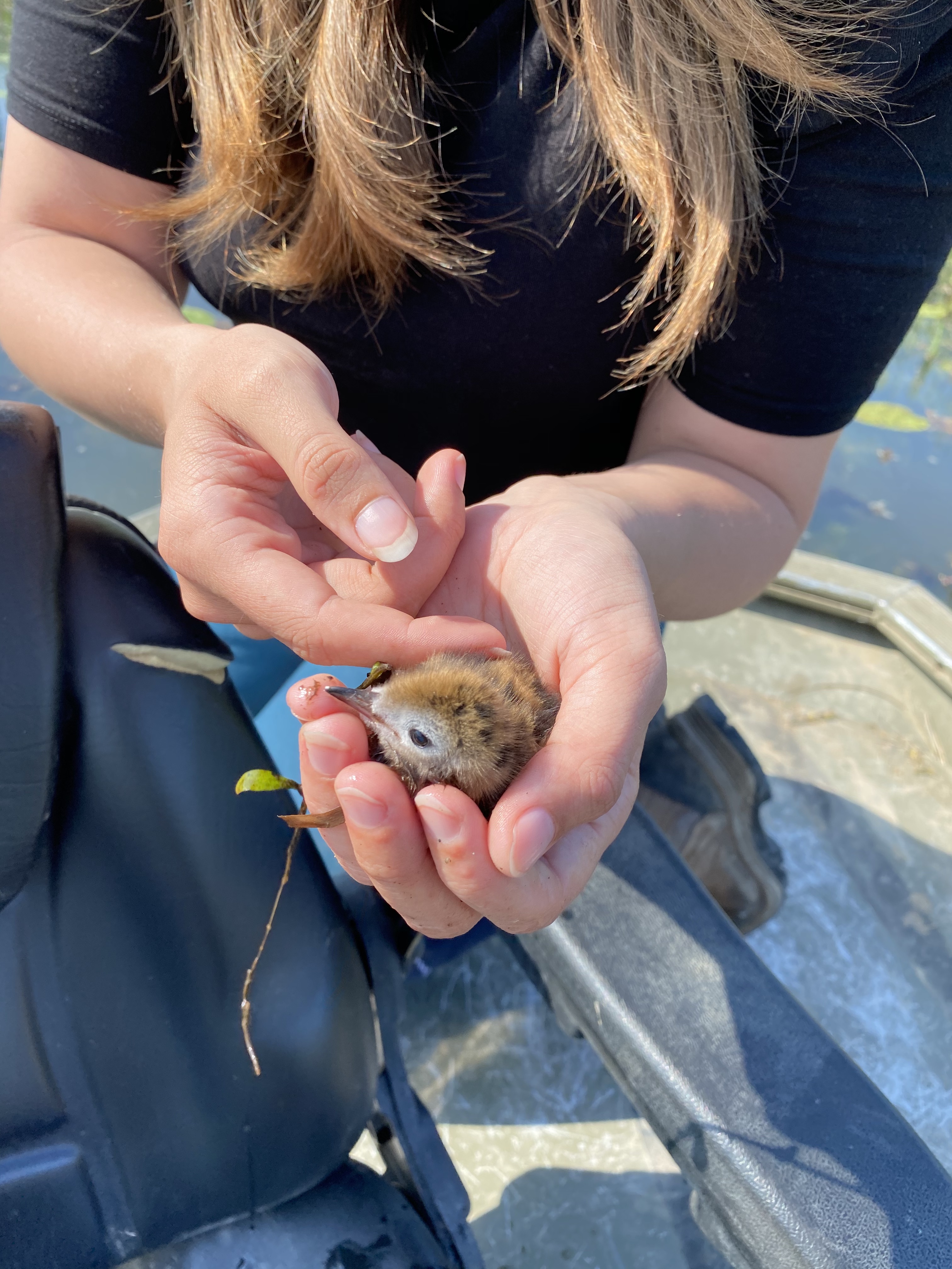 Ontmoeting met een zwarte stern kuiken tijdens een velddag. Foto: Mayke de Vos