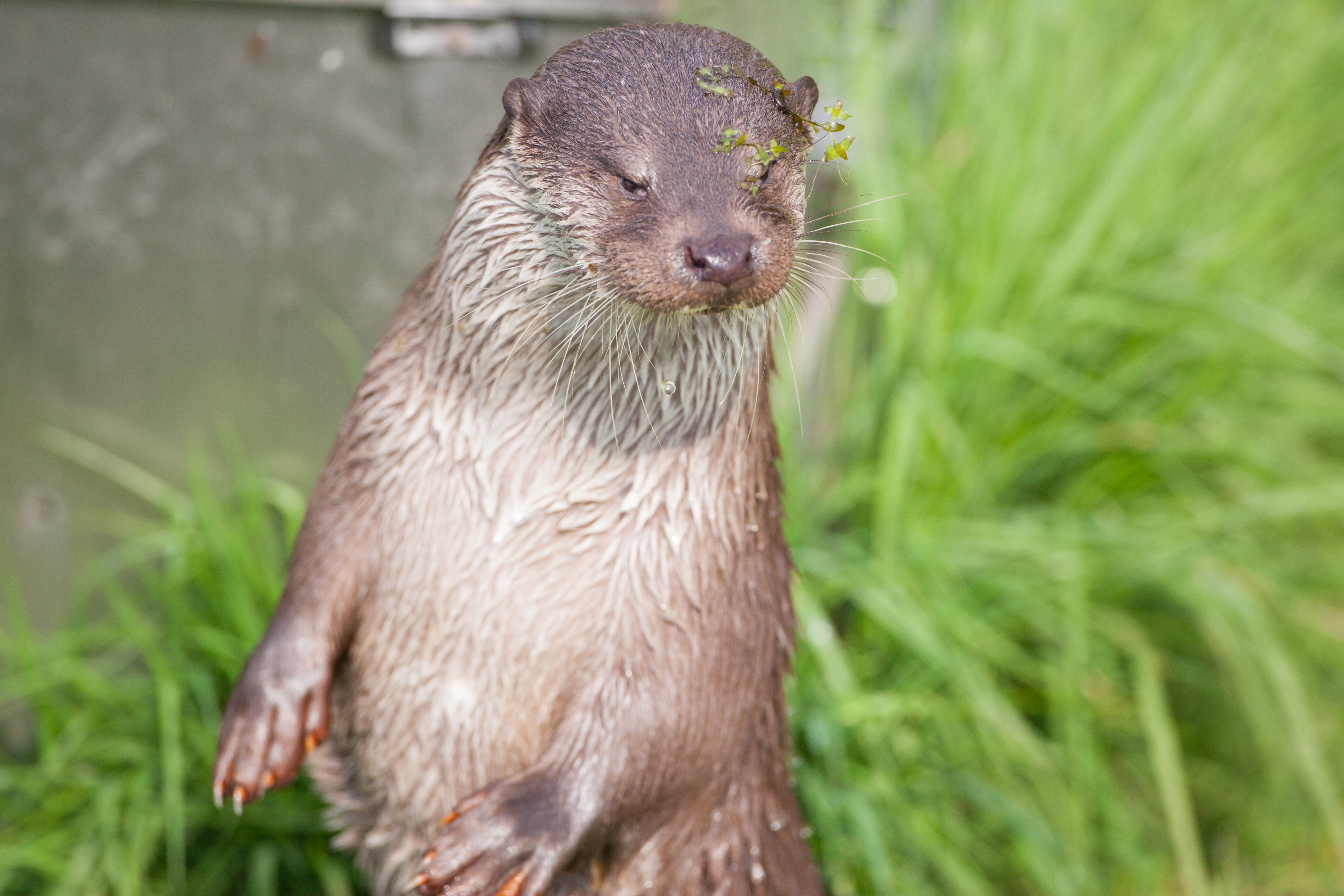 Help de otter en geef een vrije doorgang kado!