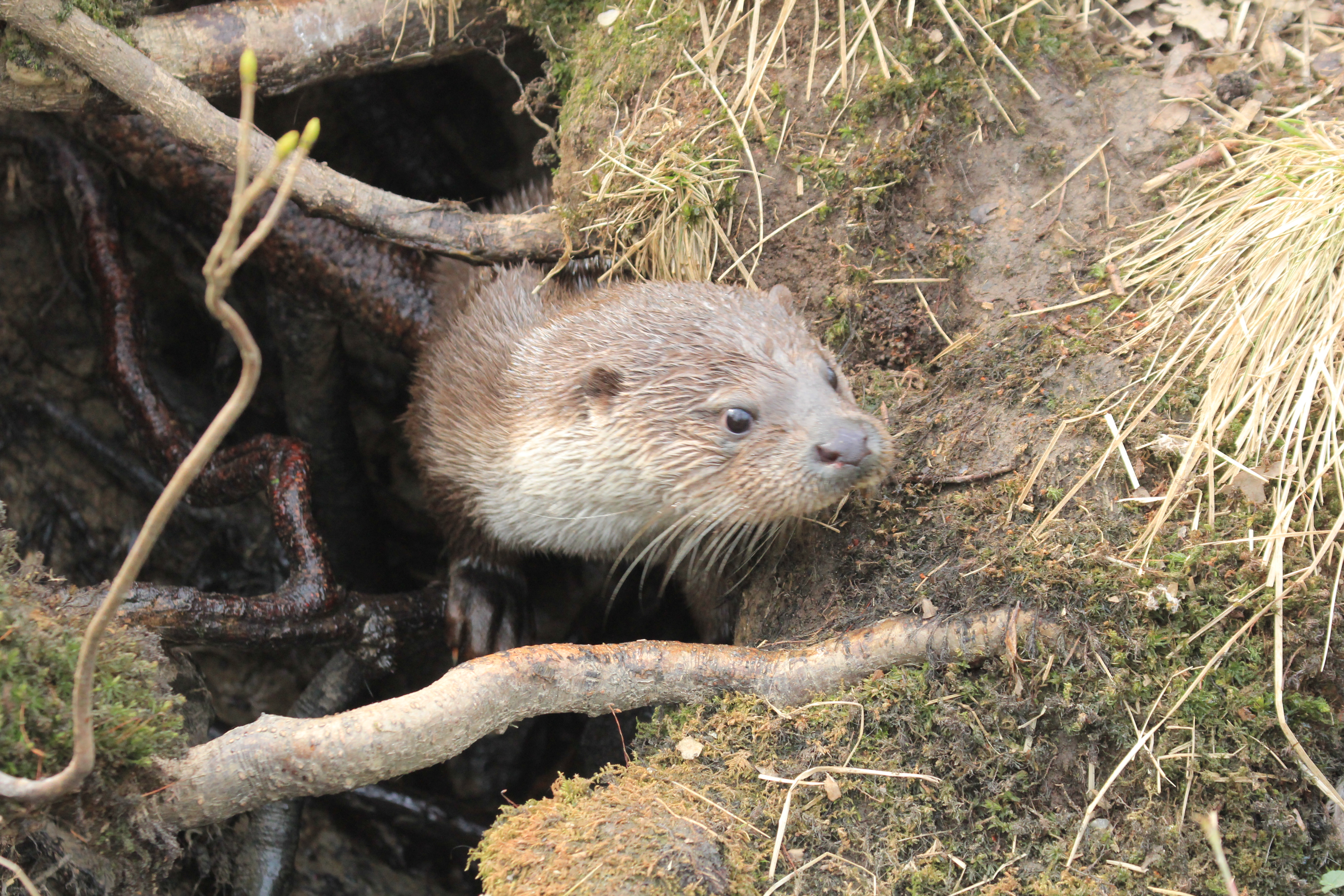 Otter bij een otterholt