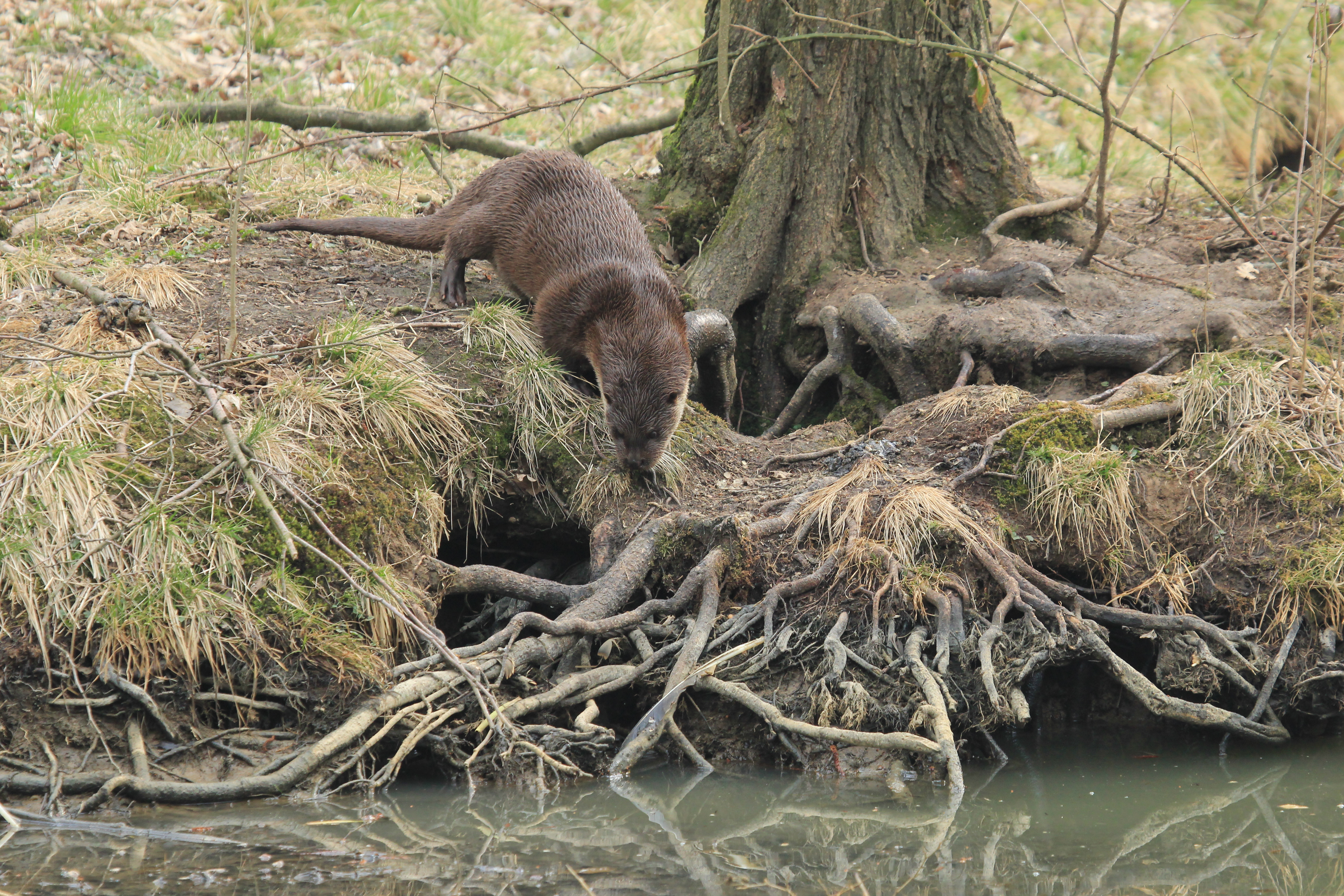 Otter bij otterholt