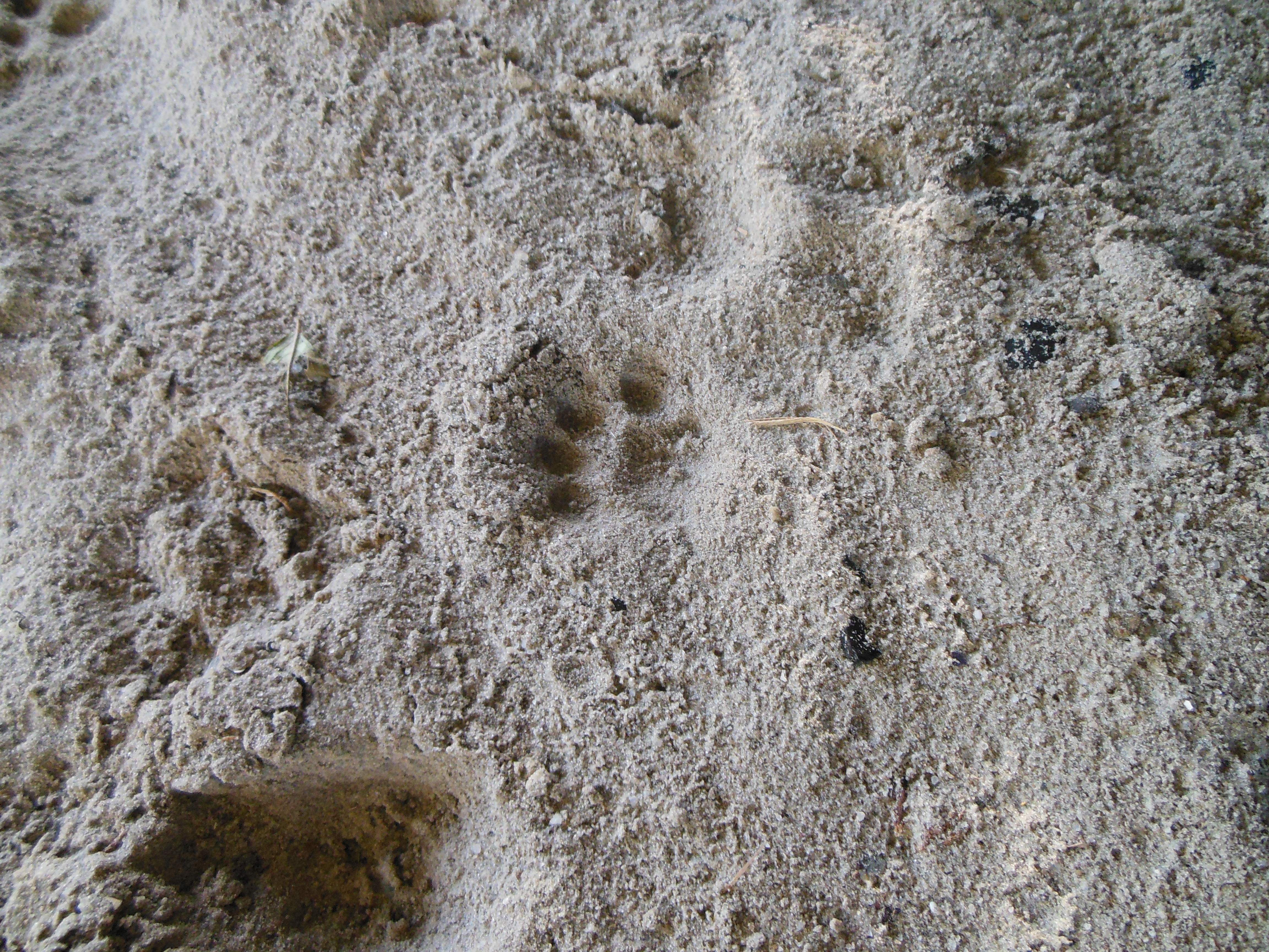 Pootafdruk van een otter