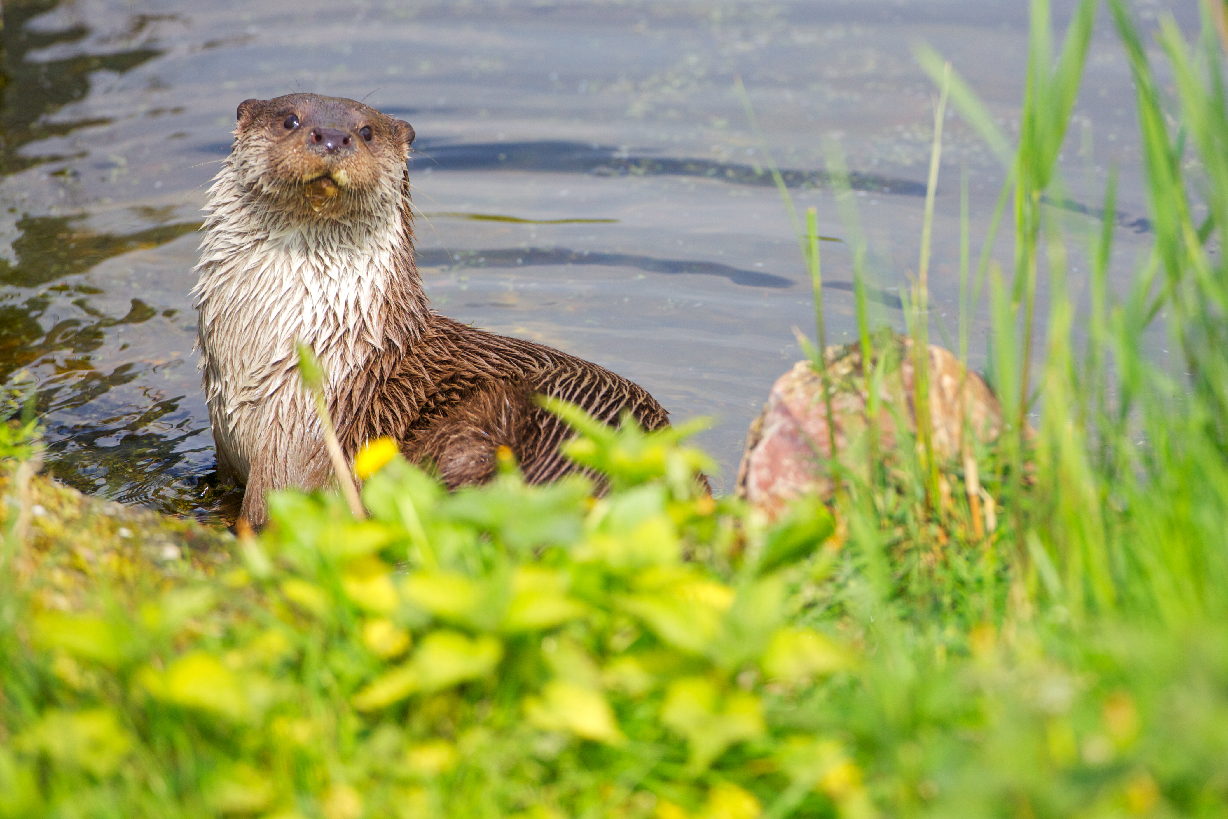 Otter