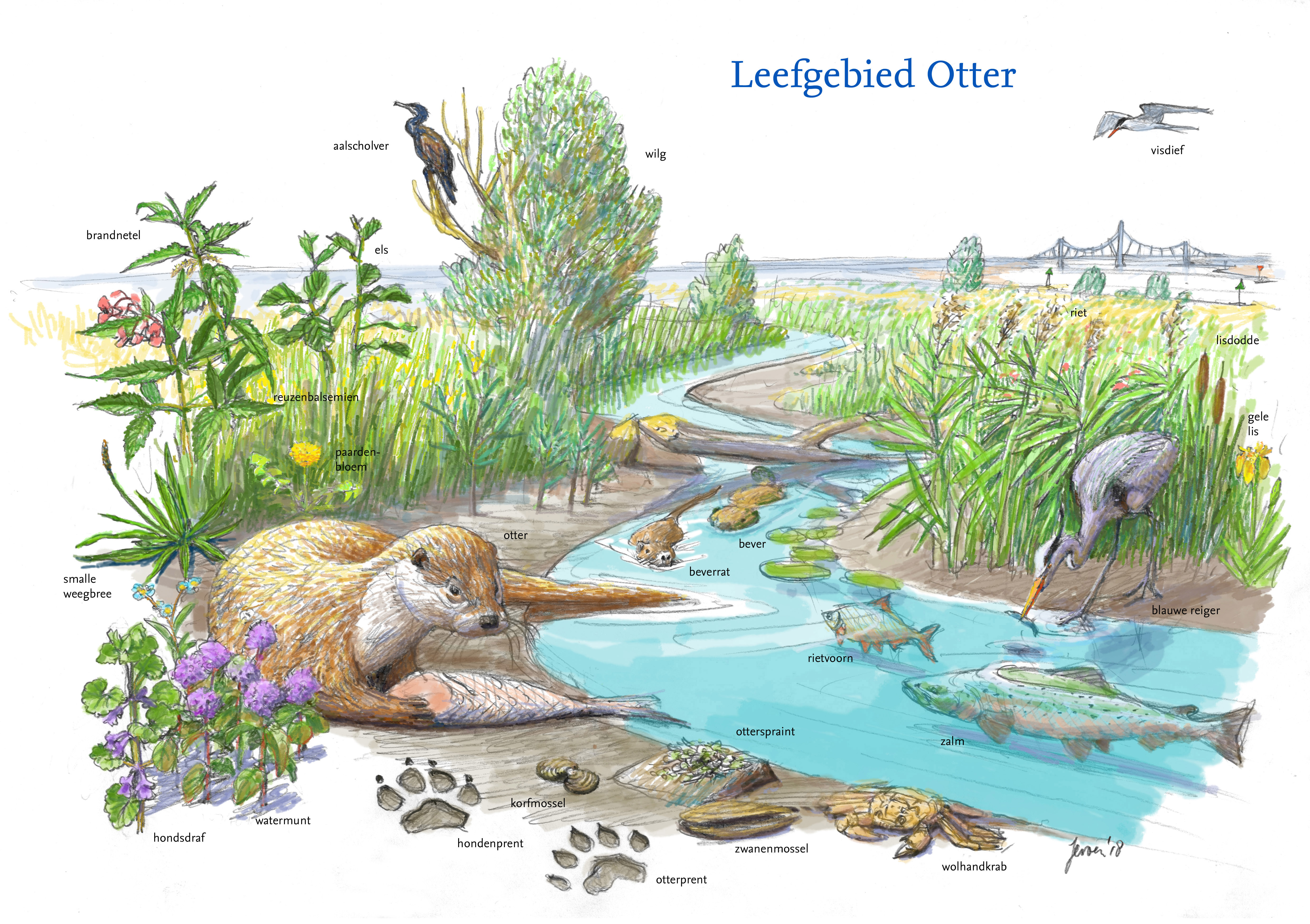 De otter krijgt nieuwe kansen langs de Rijn