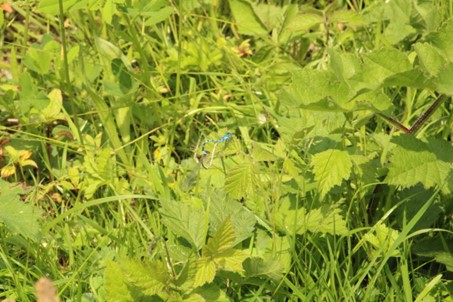 Parende waterjuffers in de Gelderse Poort