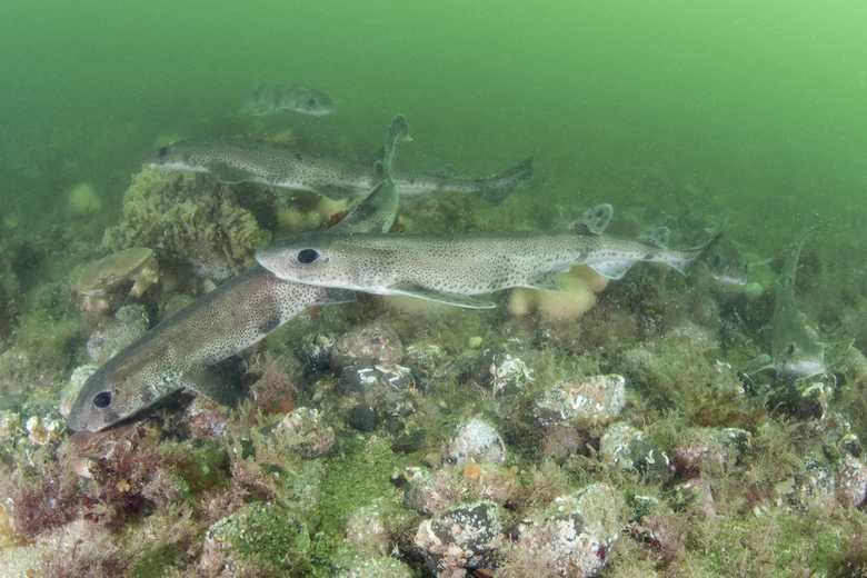 Hondshaai (Scyliorhinus canicula). Bron: Peter Verhoog