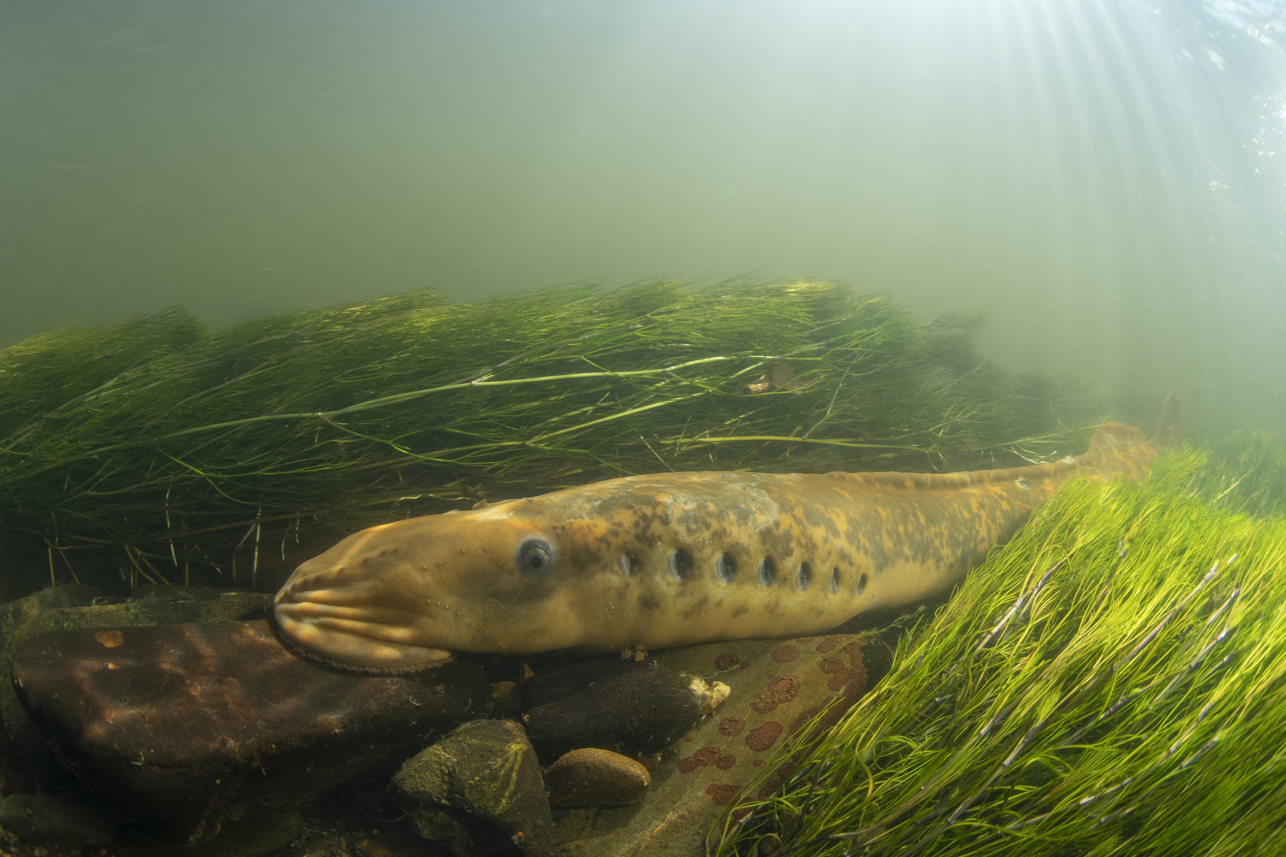 Zeeprik. Foto: Arthur de Bruin / Blikonderwater.