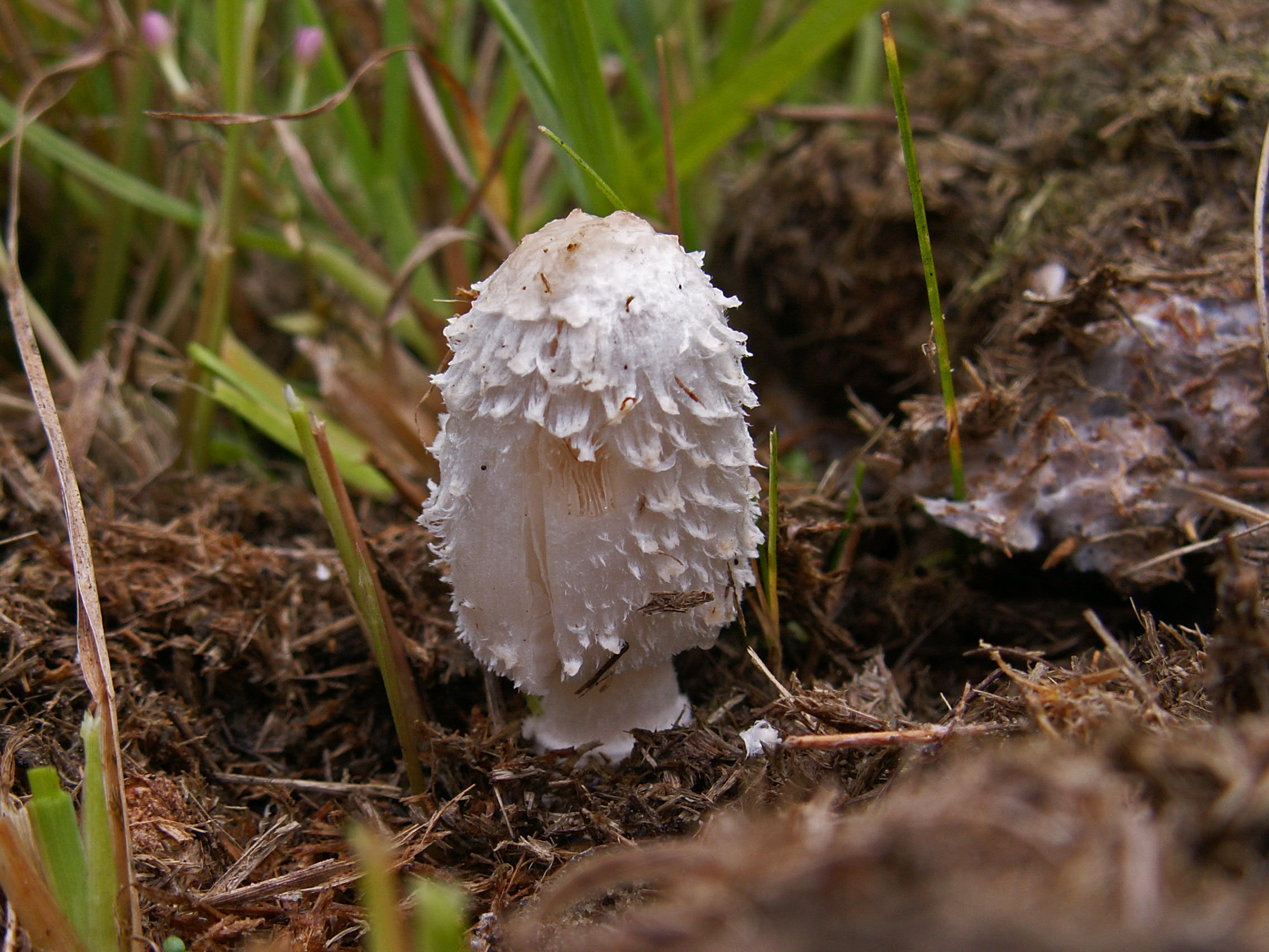 Geringde inktzwam (Coprinus sterquilinus), een zeer zeldzame mestpaddenstoel die allergisch is voor gif en medicijnresten. Foto: Chiel Jacobusse