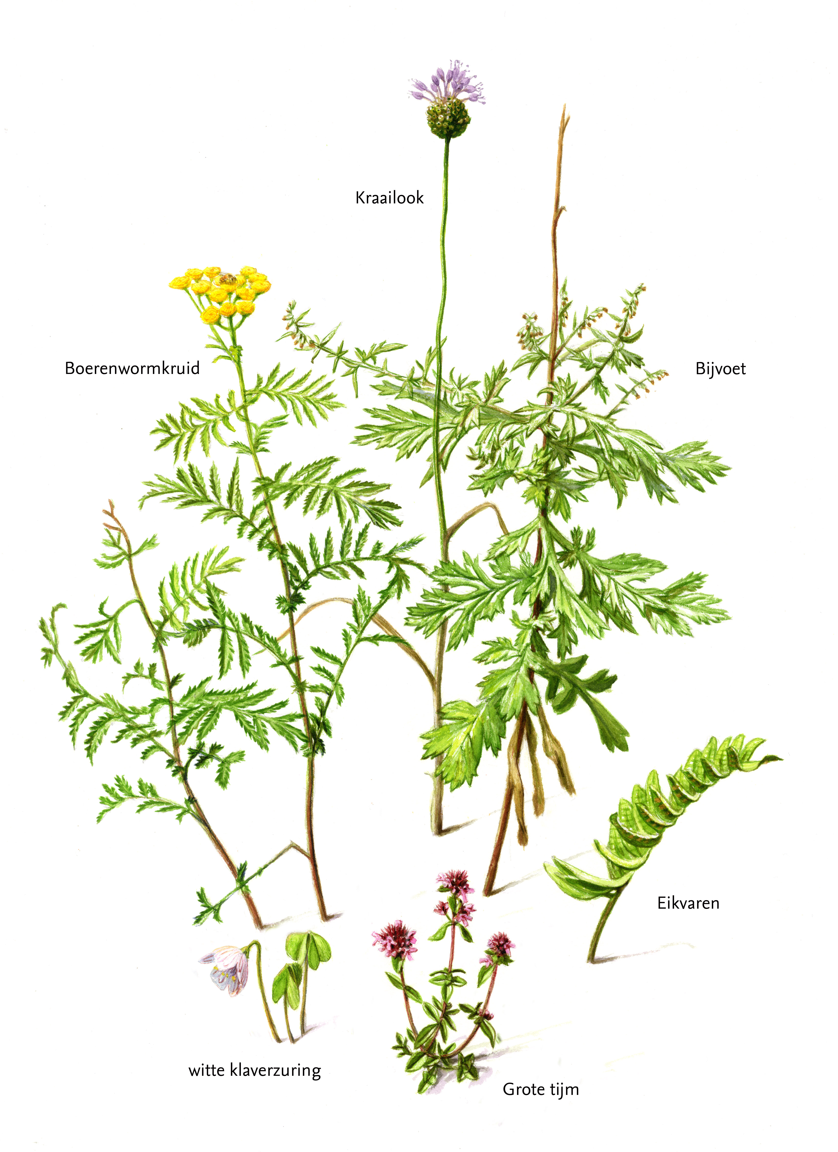 Wormverdrijvende kruiden