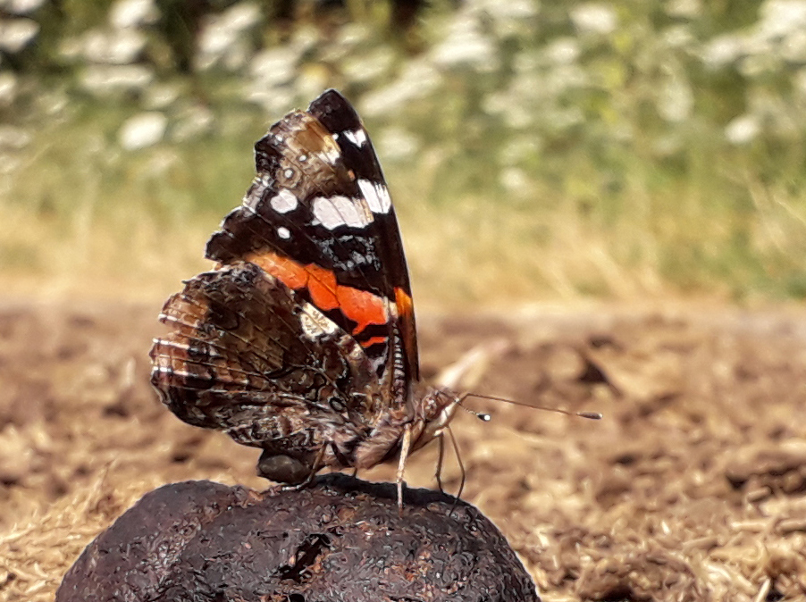 Atalanta op een paardenvijg. 