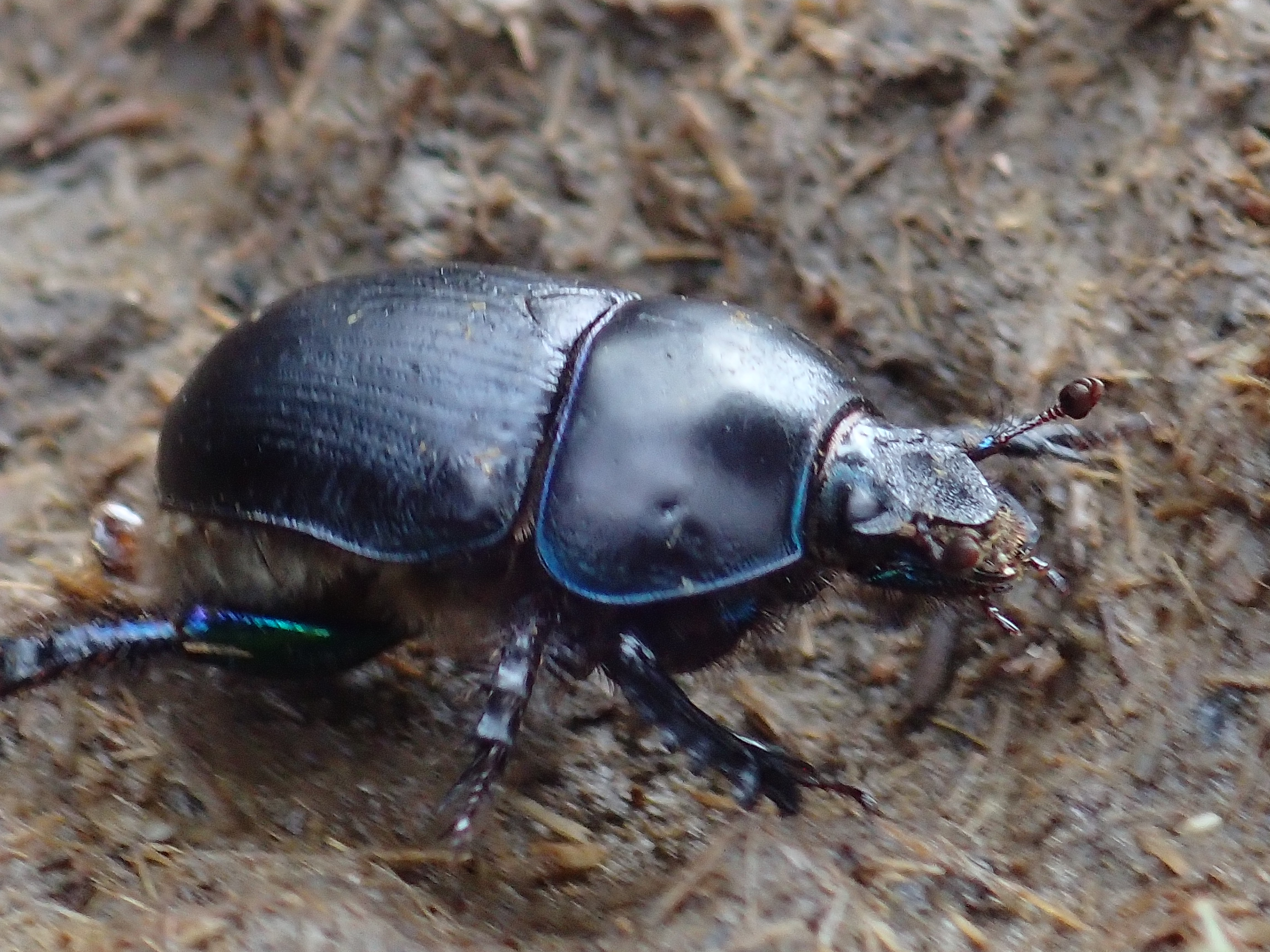 Tal van insecten, zoals deze geotrupes spiniger, profiteren van gezonde poep.
