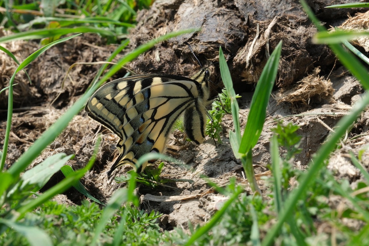 Koninginnenpage op mesthoop. Foto: Esther Linnartz