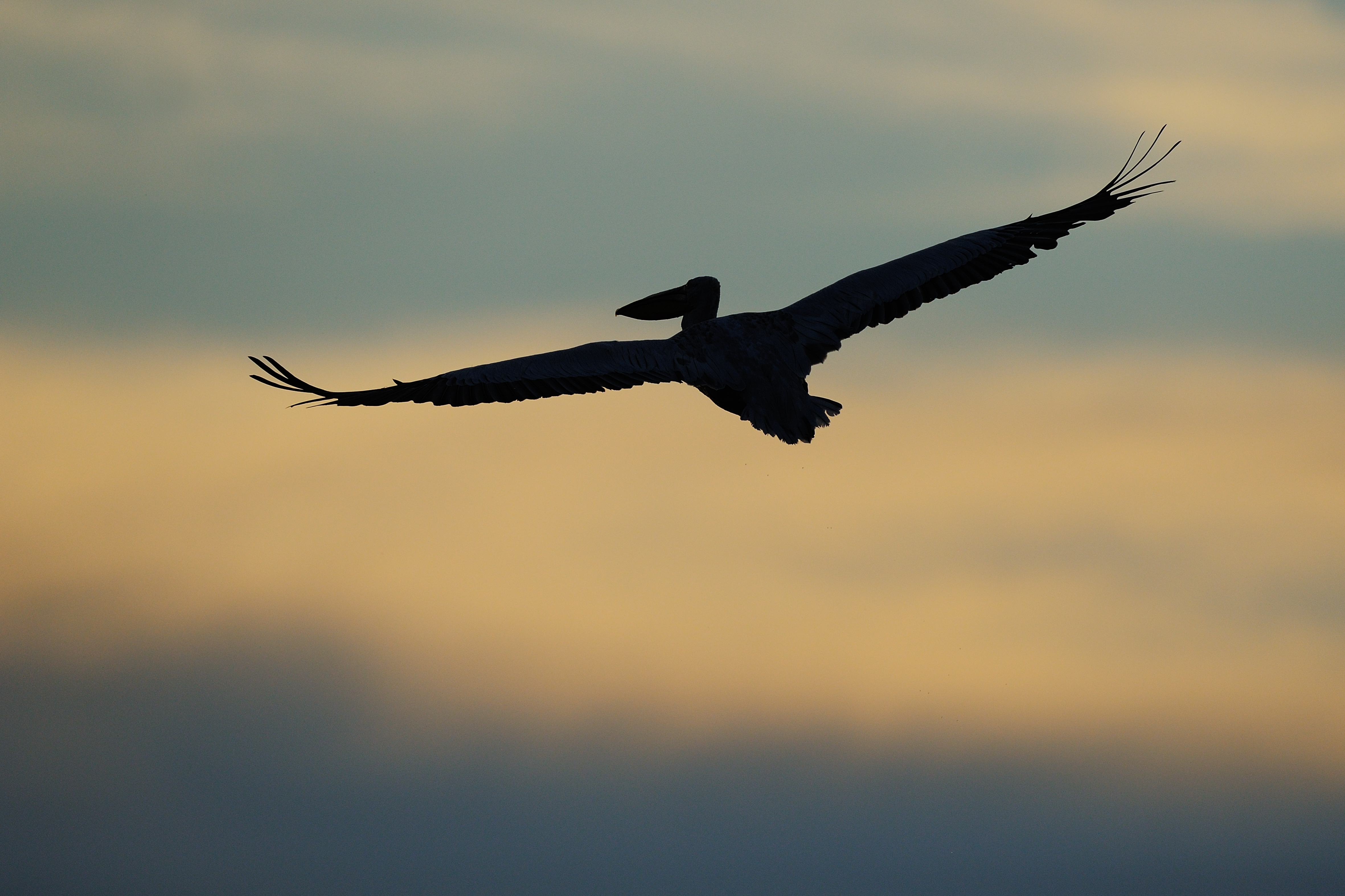 silhouet van een kroeskoppelikaan die vliegt door de lucht. Duidelijk is zijn grote spanwijdte van 3,5 meter te zien